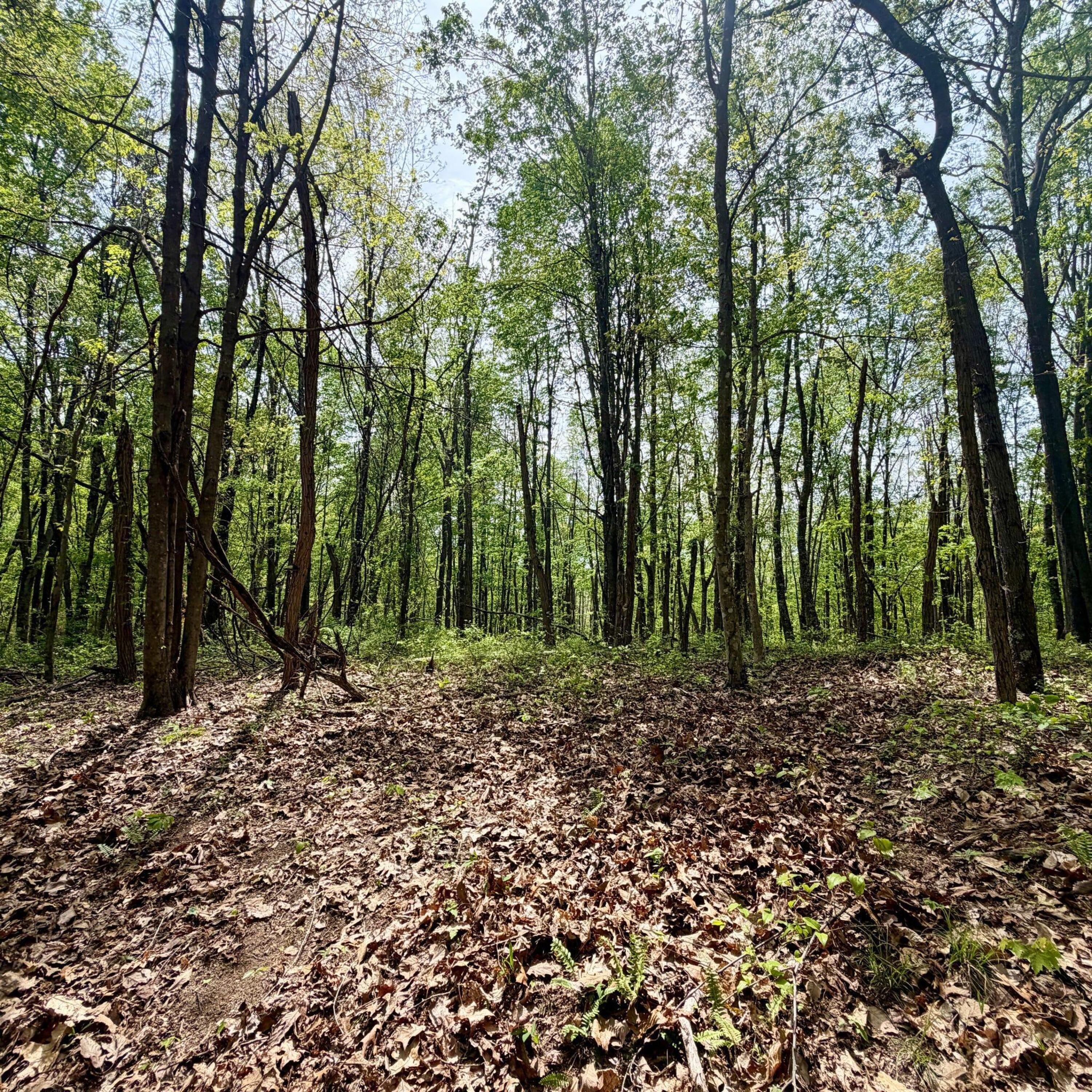 1271a Tunnel Ridge Rd Property Photo 114
