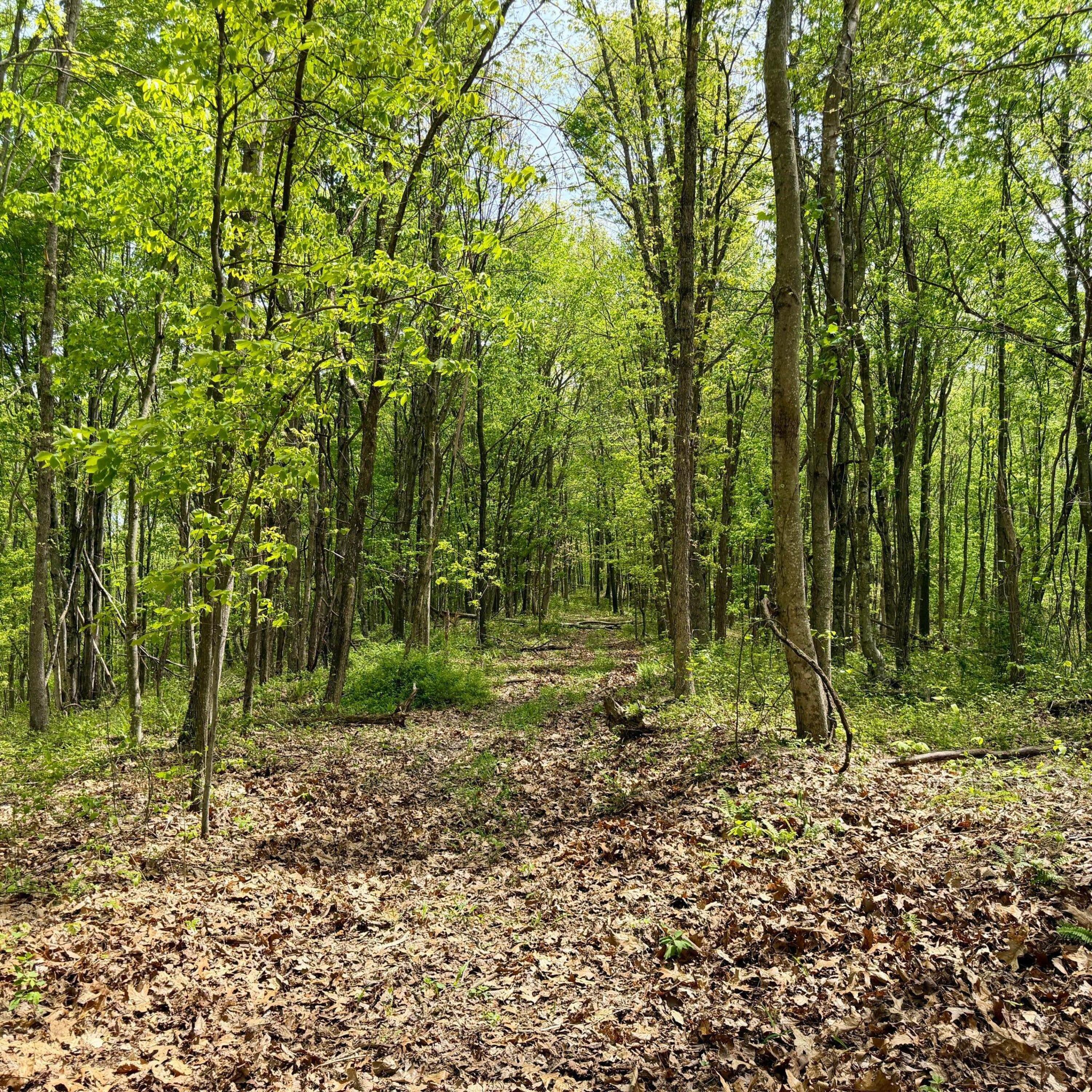 1271a Tunnel Ridge Rd Property Photo 118