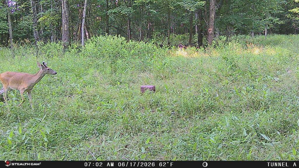 694a Tunnel Ridge Road Property Photo 8