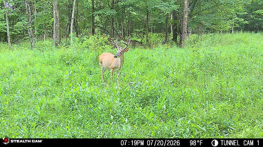 566a Tunnel Ridge Road Property Photo 46