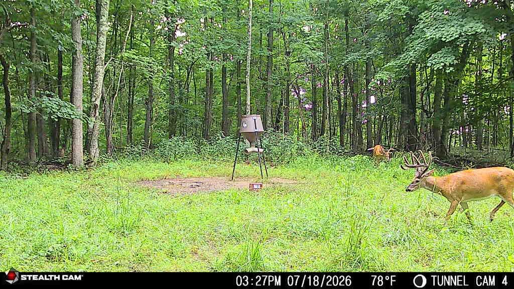 566a Tunnel Ridge Road Property Photo 60