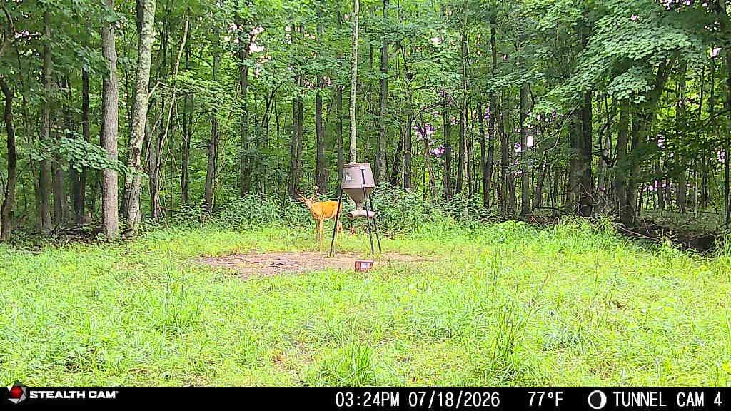 566a Tunnel Ridge Road Property Photo 73