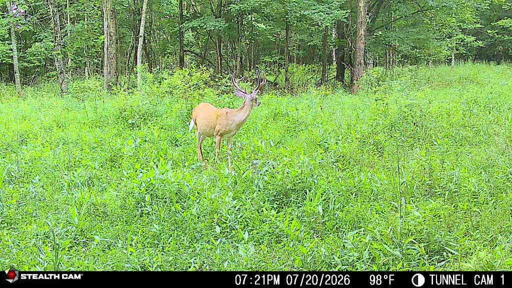 566a Tunnel Ridge Road Property Photo 75