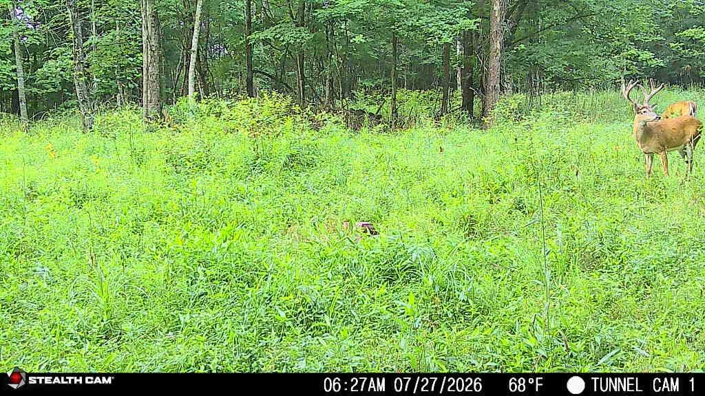 566a Tunnel Ridge Road Property Photo 78