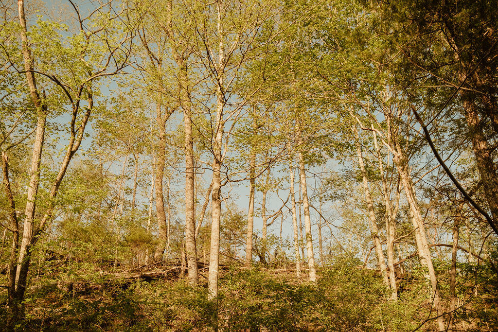 2697 Pine Ridge Road Property Photo 18