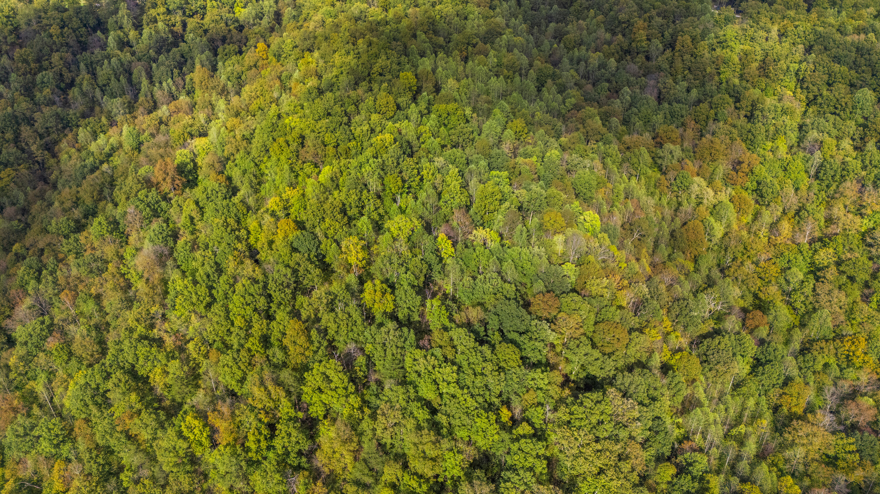 0 Lower Cane Creek/edwards Road Property Photo 8