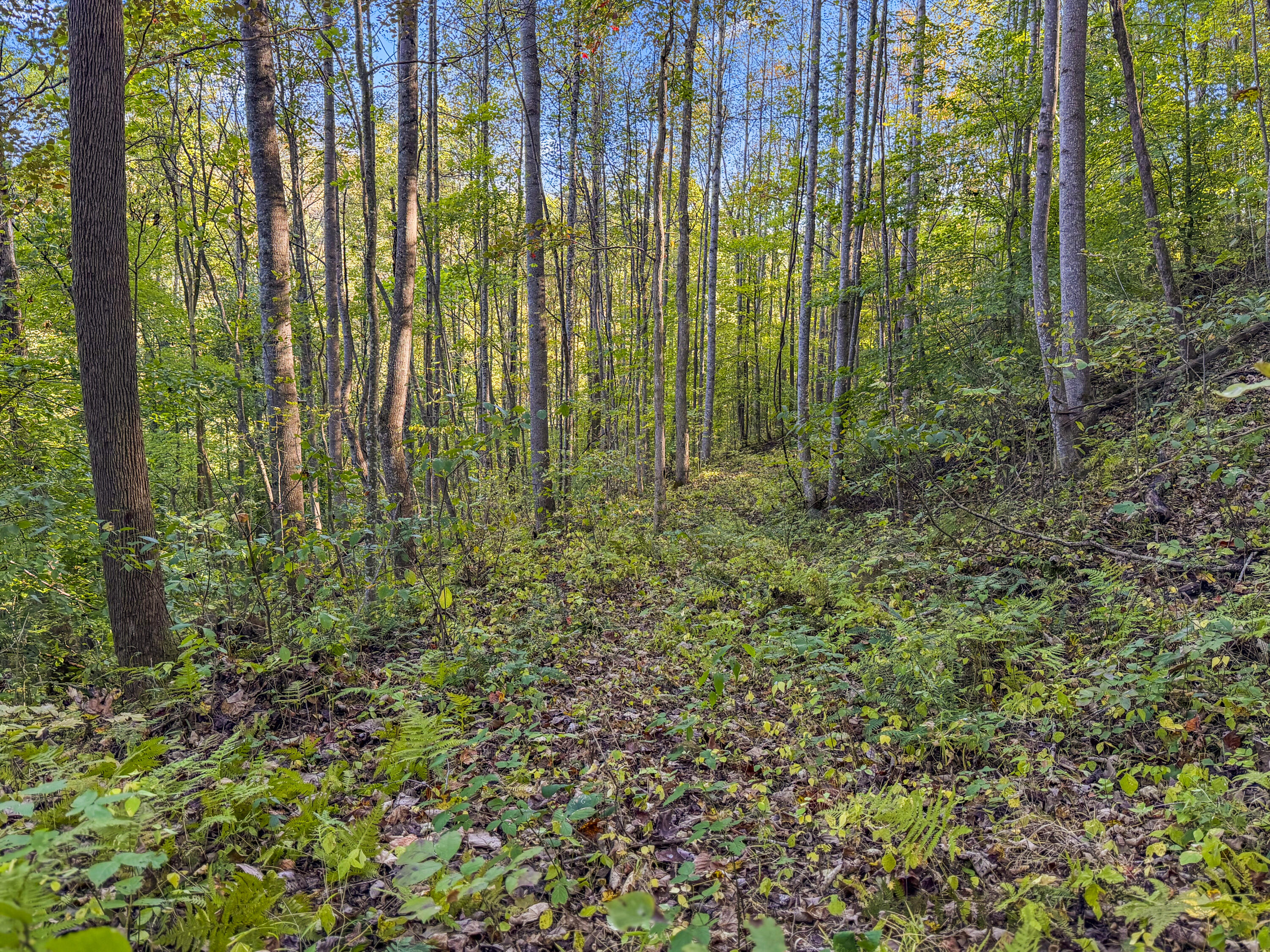0 Lower Cane Creek/edwards Road Property Photo 20