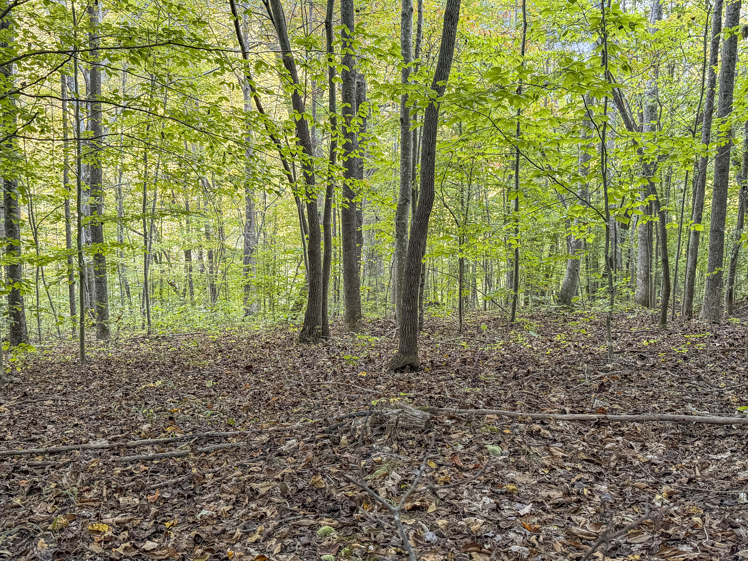 0 Lower Cane Creek/edwards Road Property Photo 22