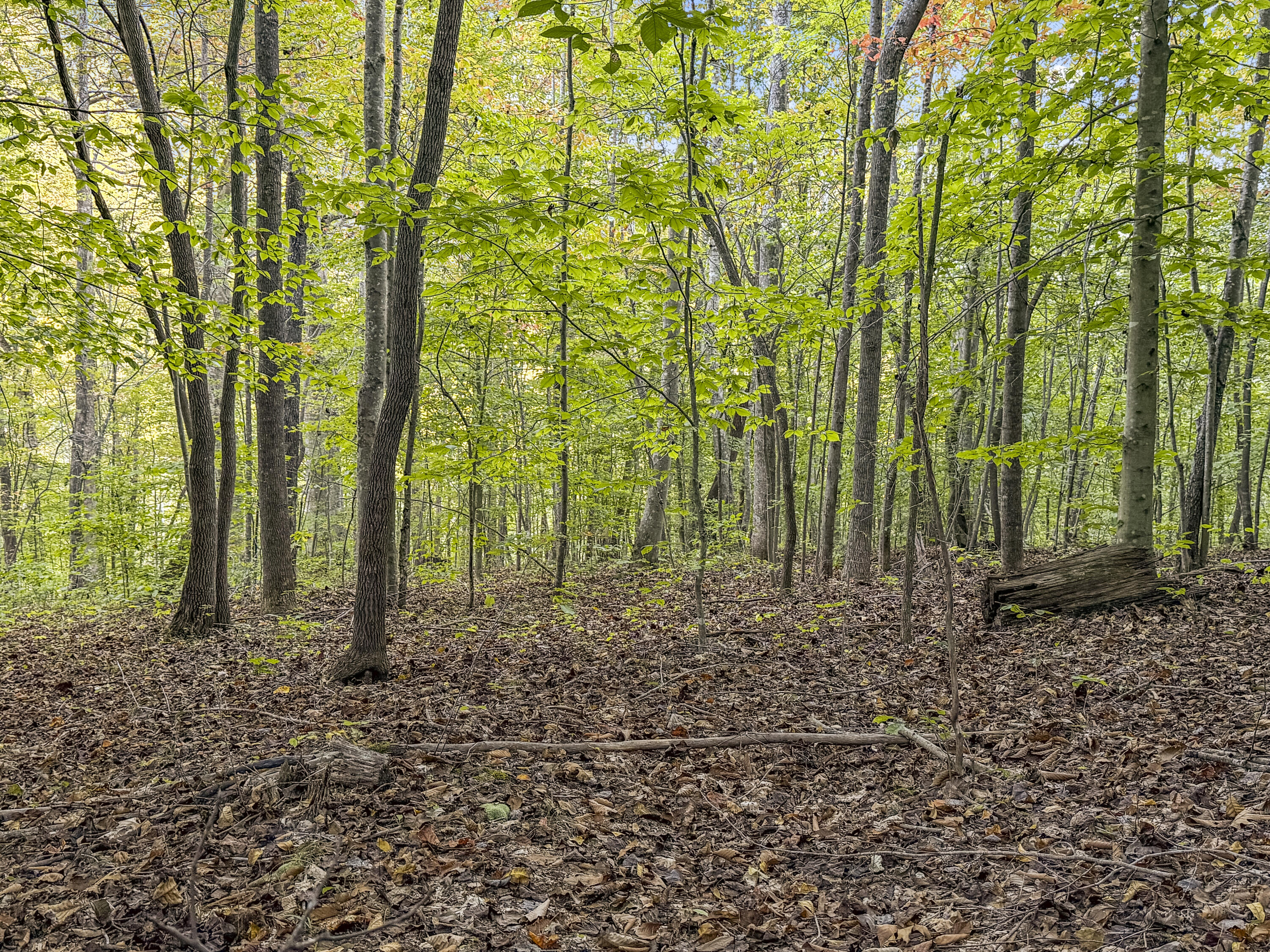 0 Lower Cane Creek/edwards Road Property Photo 23