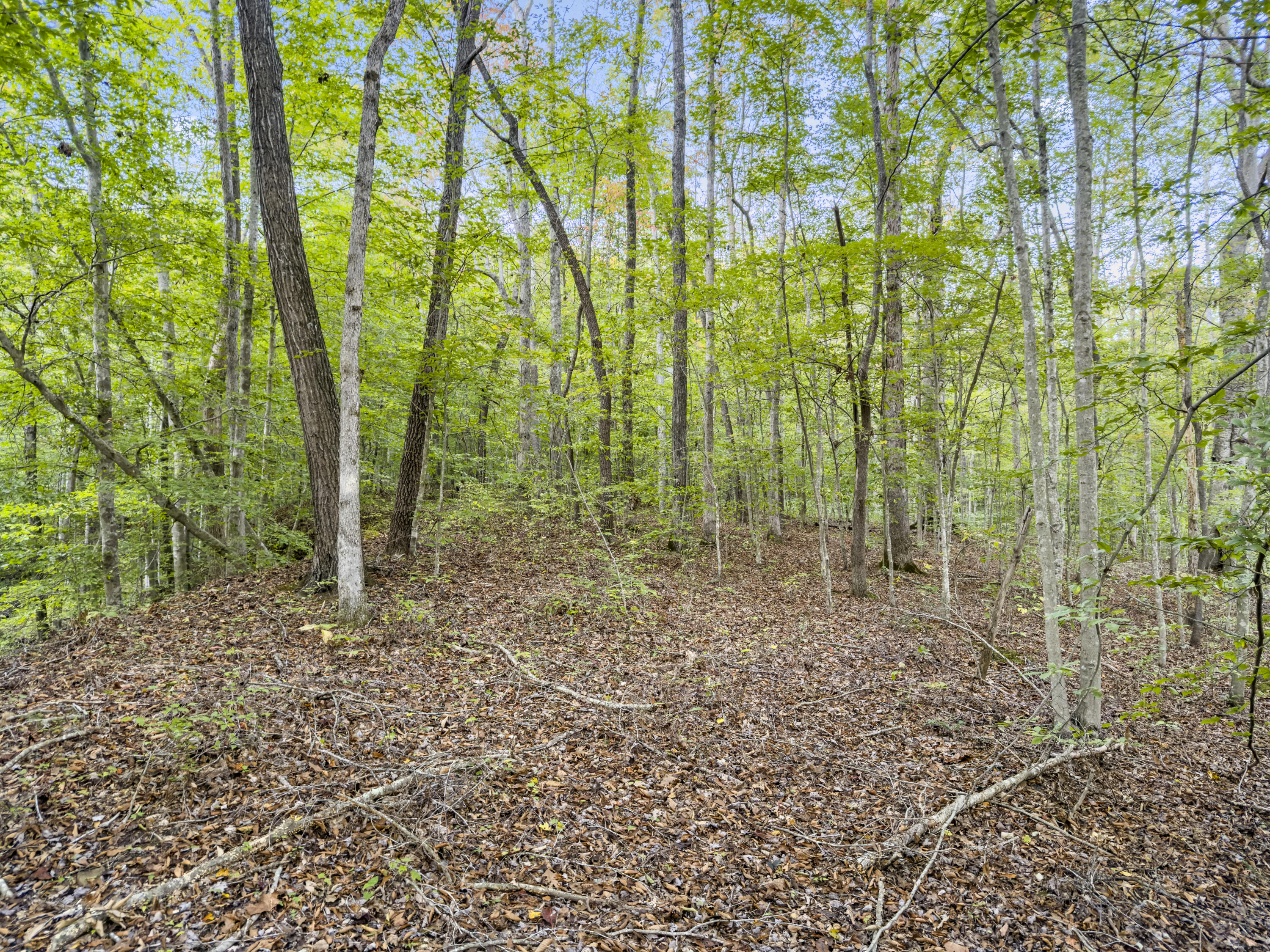 0 Lower Cane Creek/edwards Road Property Photo 24