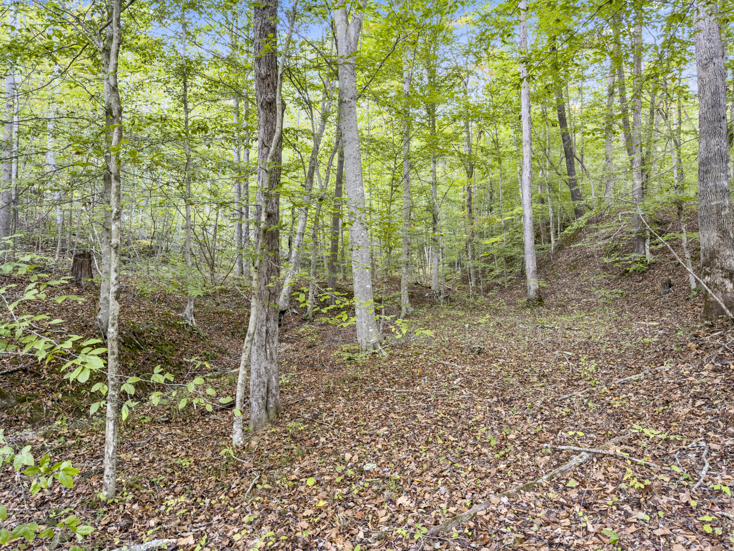 0 Lower Cane Creek/edwards Road Property Photo 25