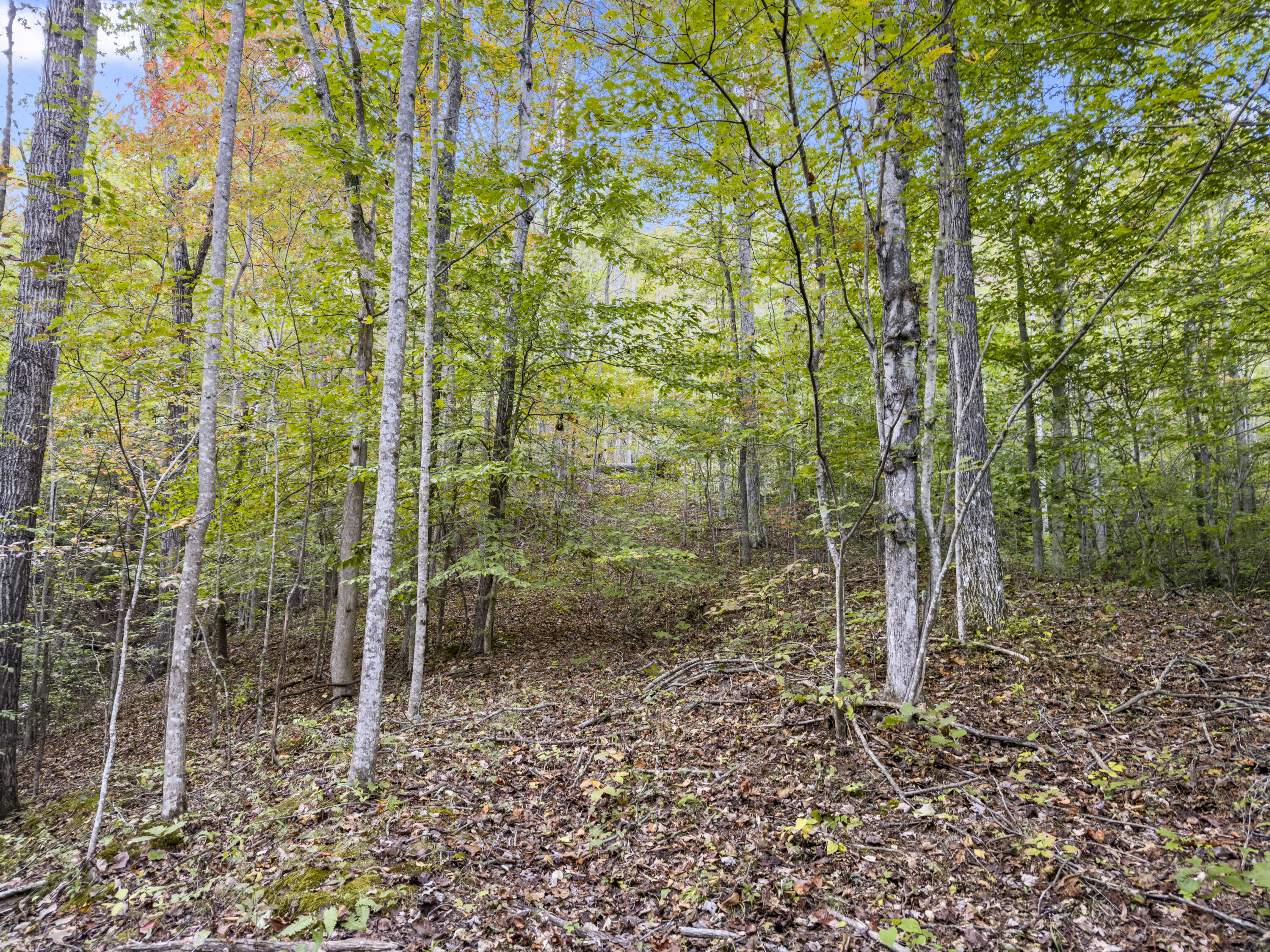 0 Lower Cane Creek/edwards Road Property Photo 26