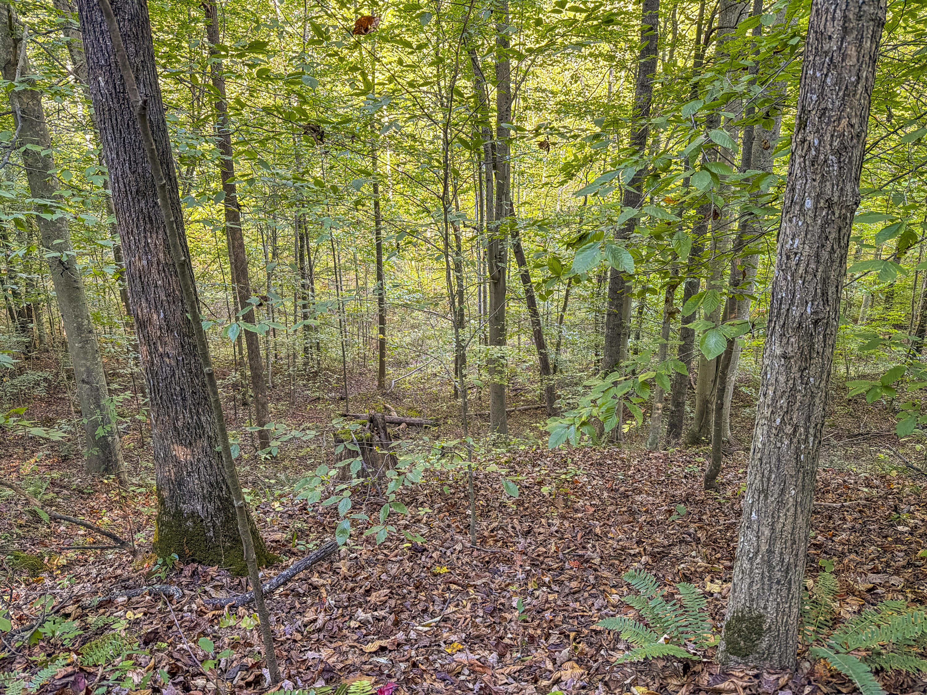 0 Lower Cane Creek/edwards Road Property Photo 27