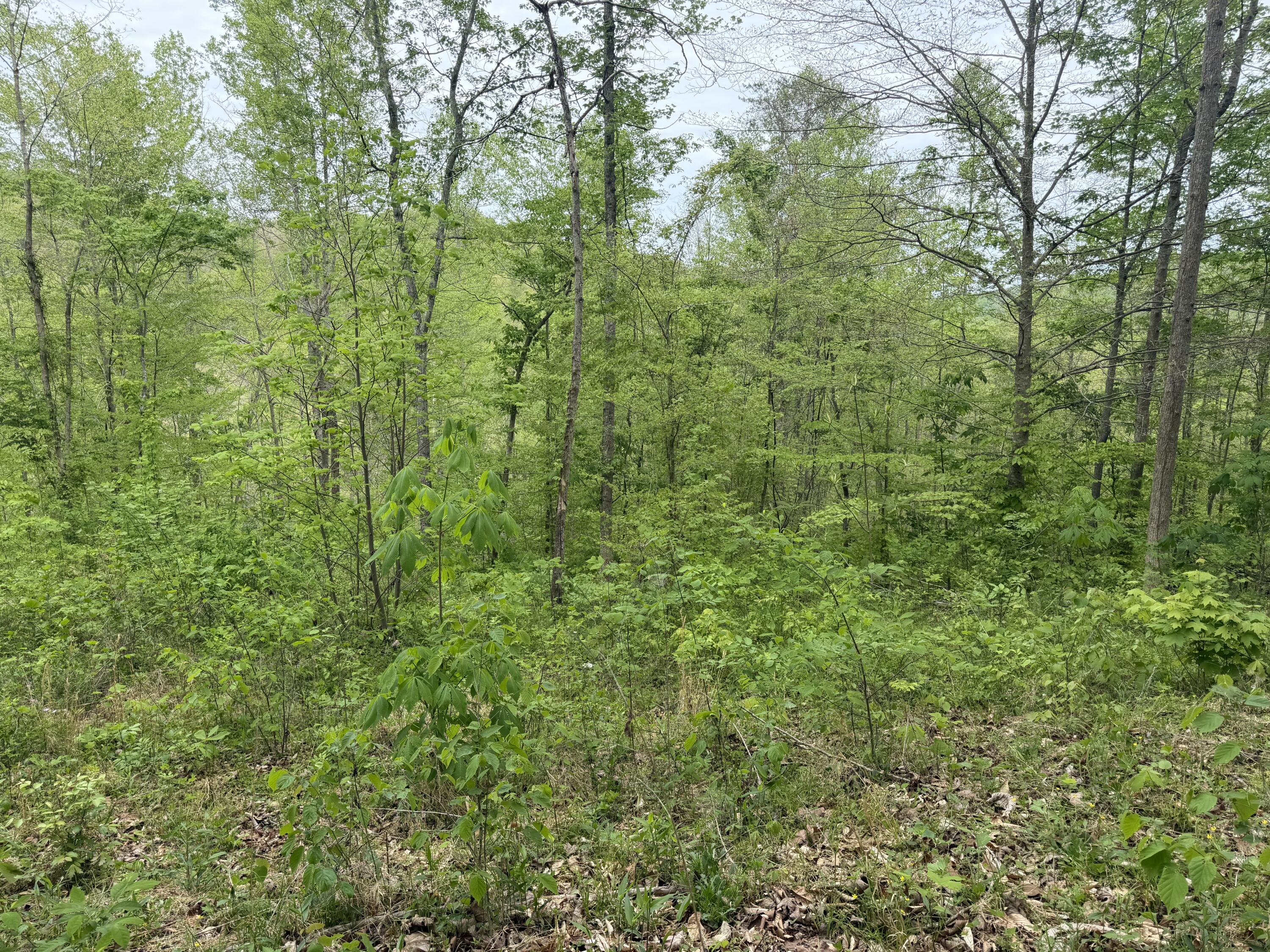 999 Big Cave Road Property Photo 3