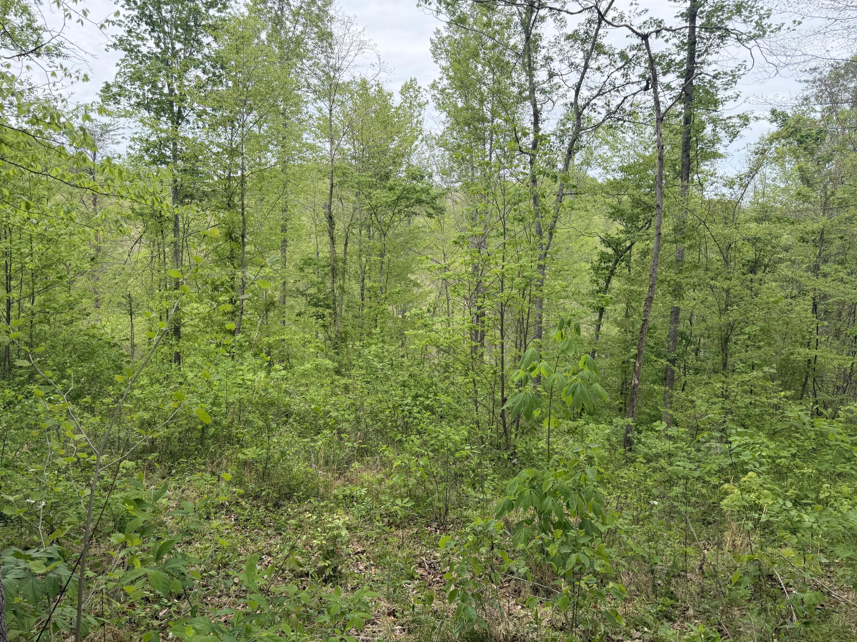 999 Big Cave Road Property Photo 6