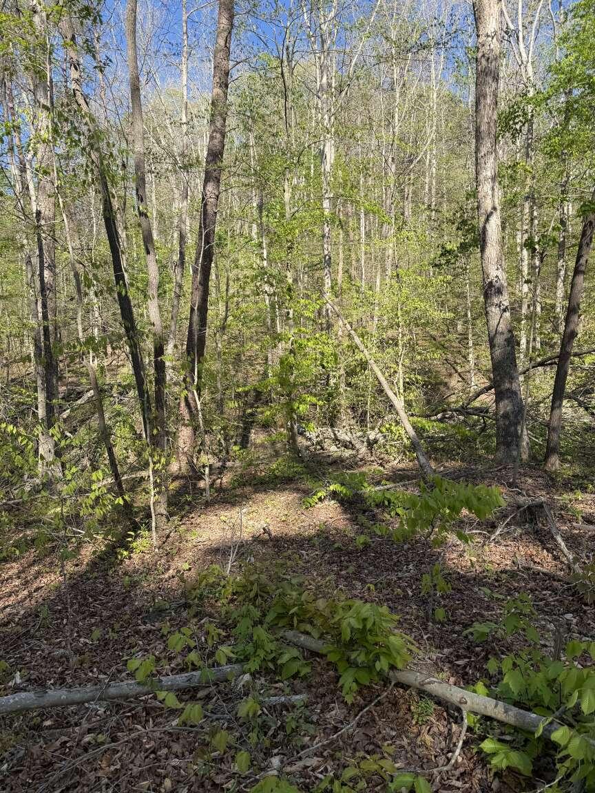 1234 Jonathan Fork Road Property Photo 4