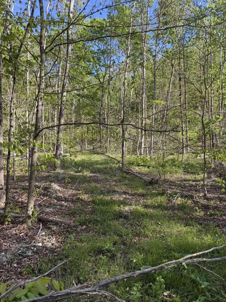 1234 Jonathan Fork Road Property Photo 7