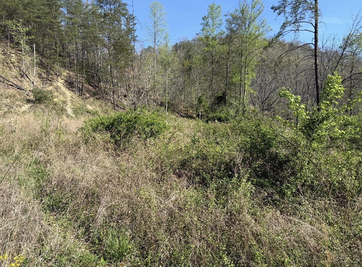Tbd Kentucky 1274 Property Photo 8
