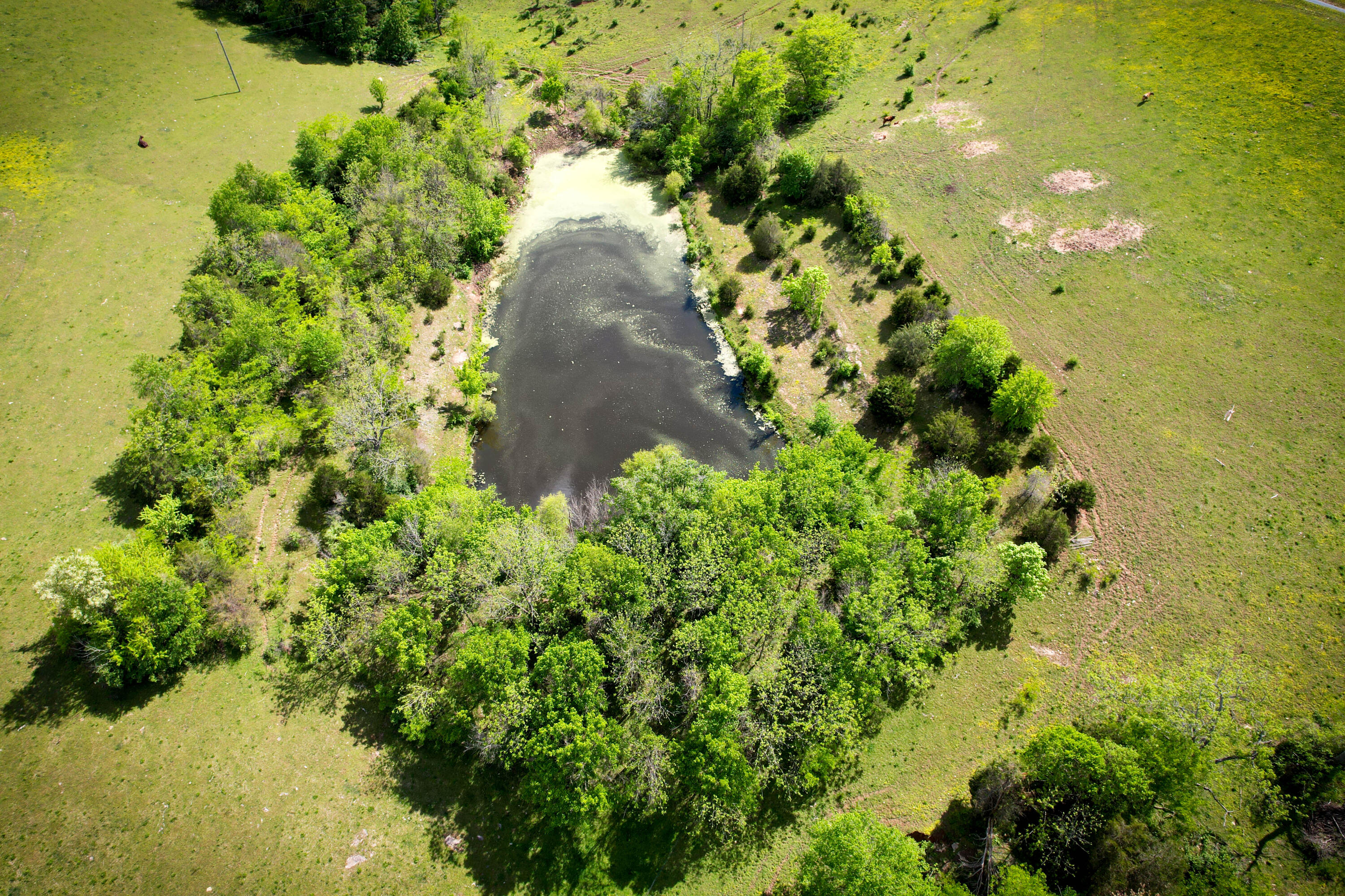 275 Teal Moon Trace Property Photo 5