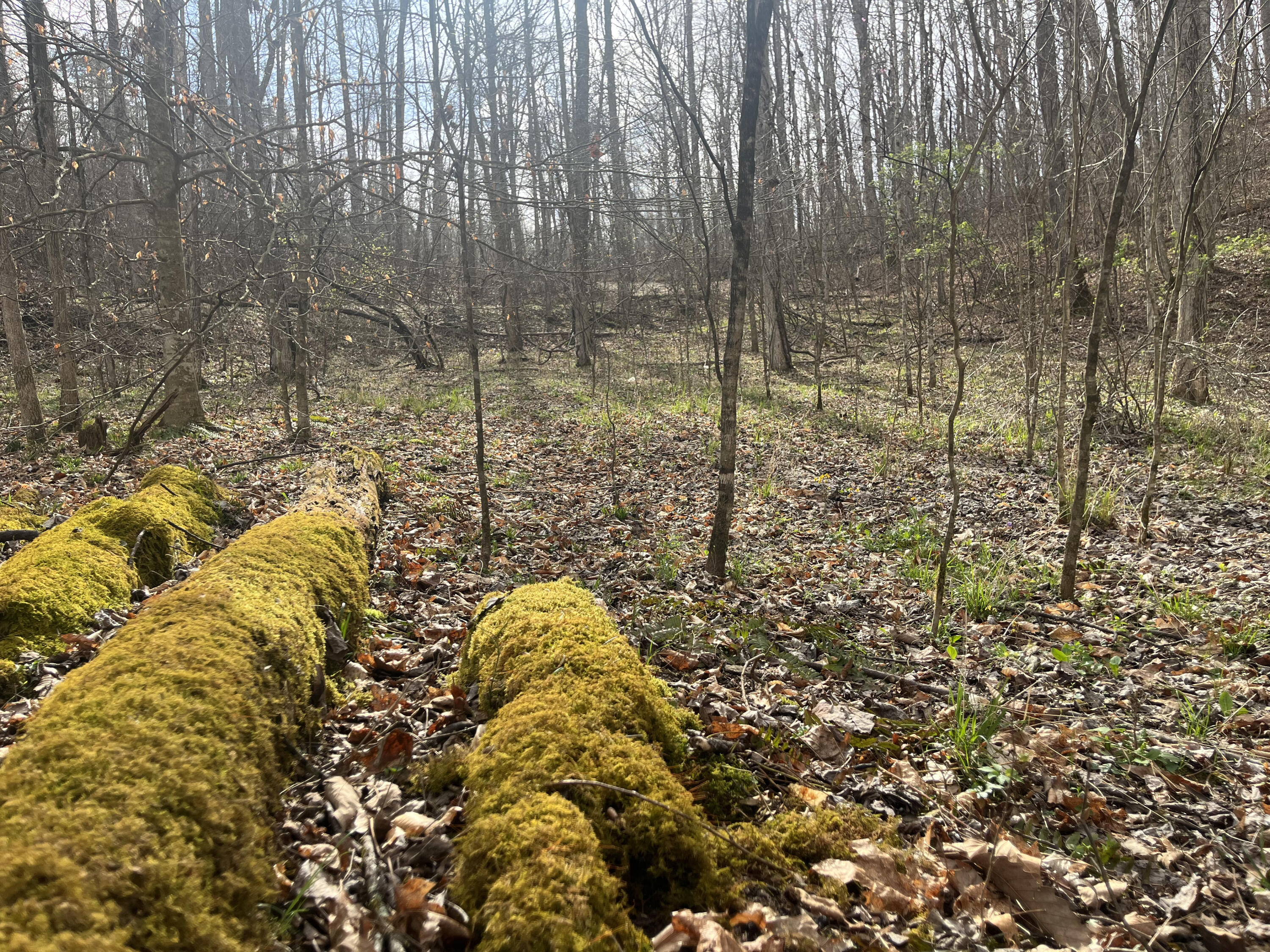 Lot Mountain Springs Cem Road Property Photo 6