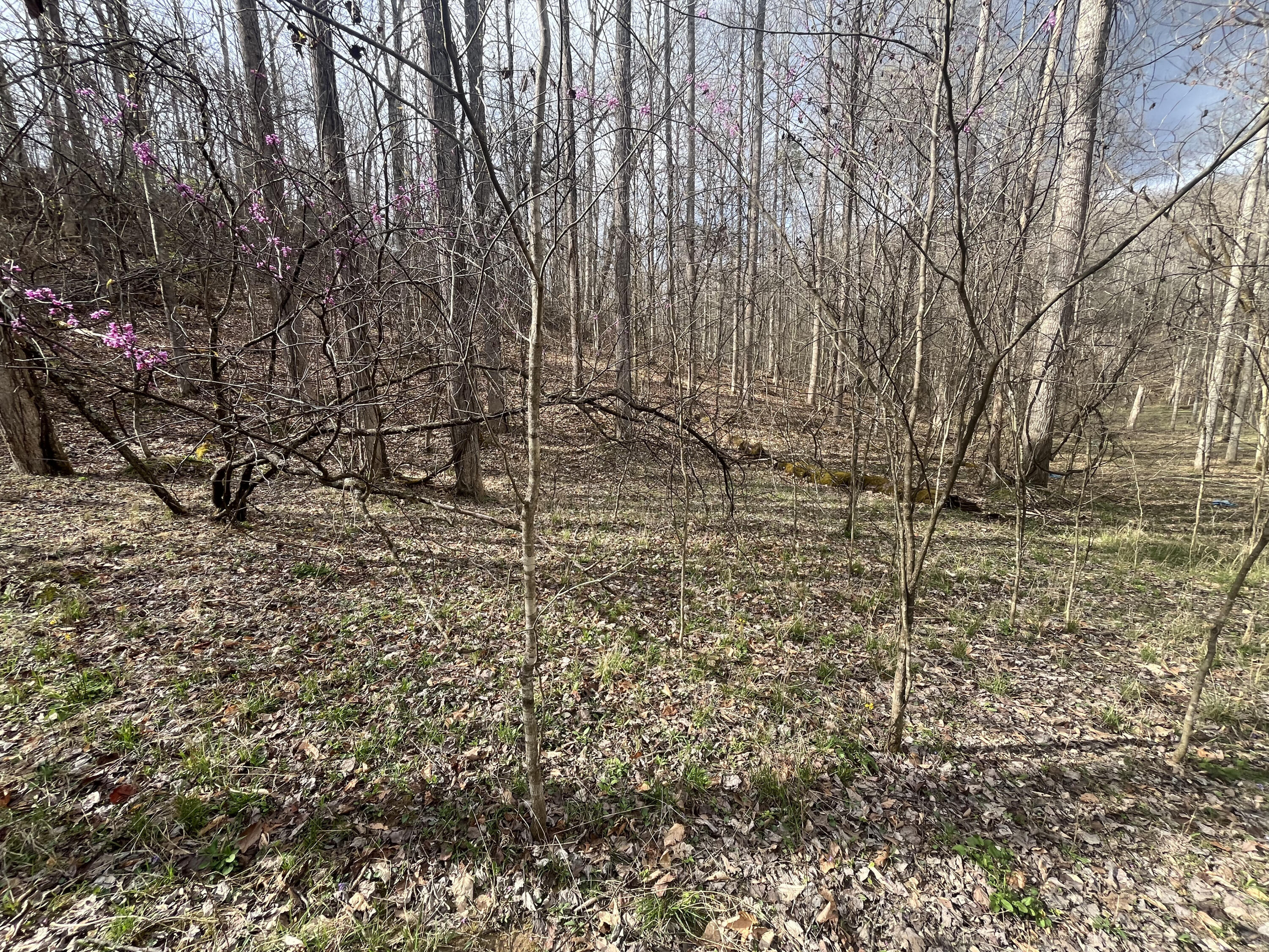 Lot Mountain Springs Cem Road Property Photo 7