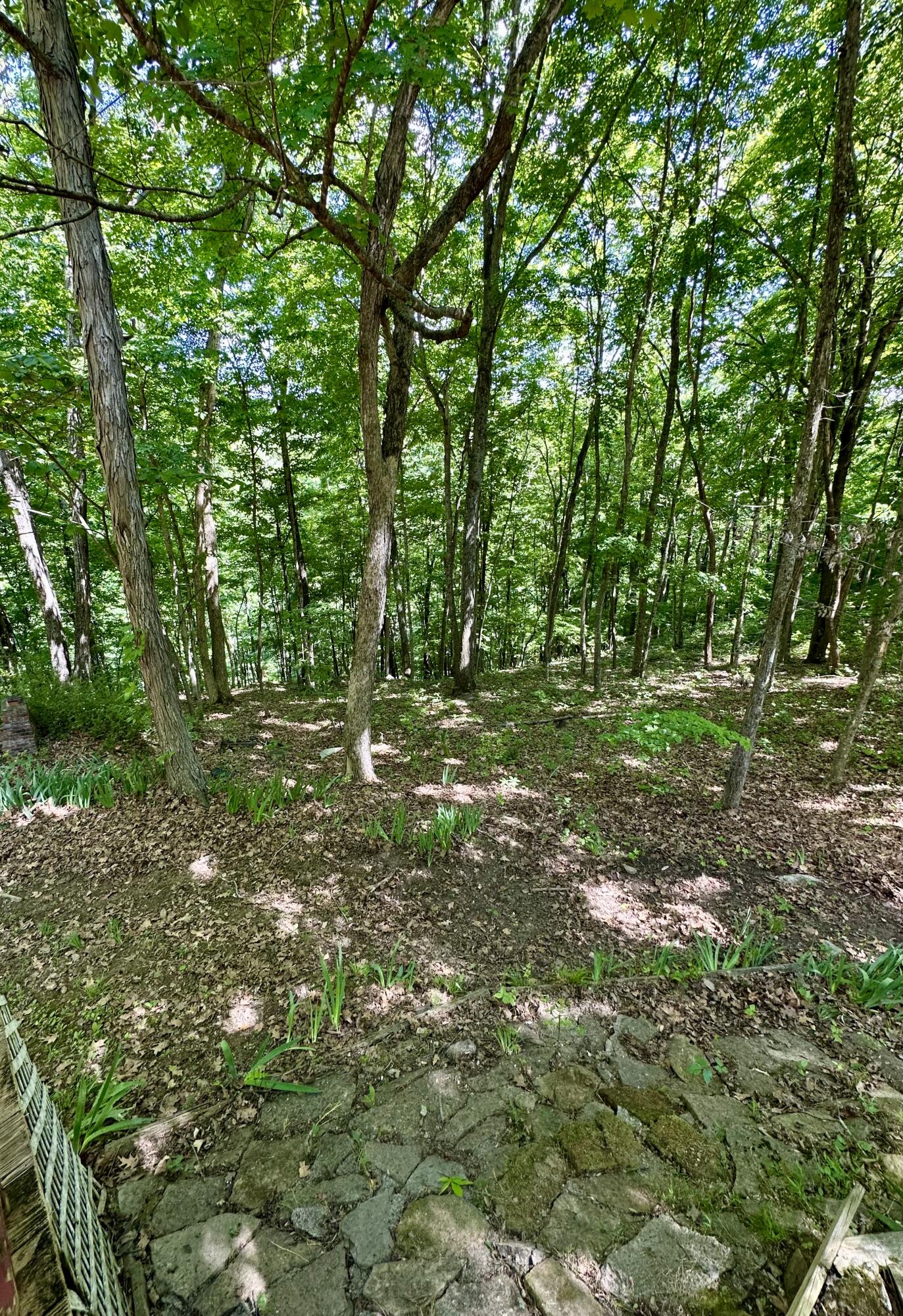 439 Eagles Bluff Road Property Photo 7