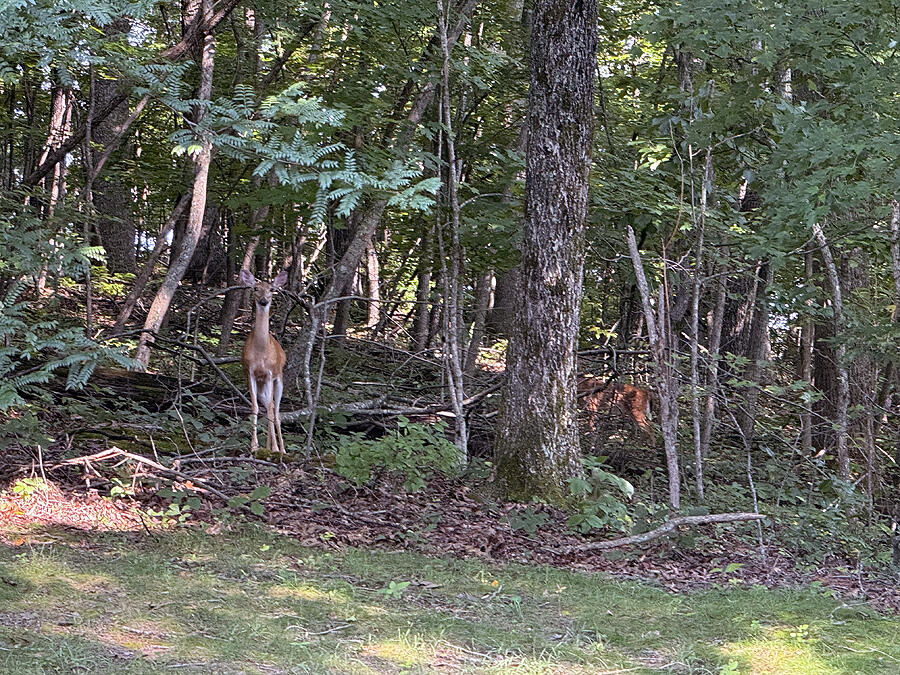 6767 Rush Branch Road Property Photo 3