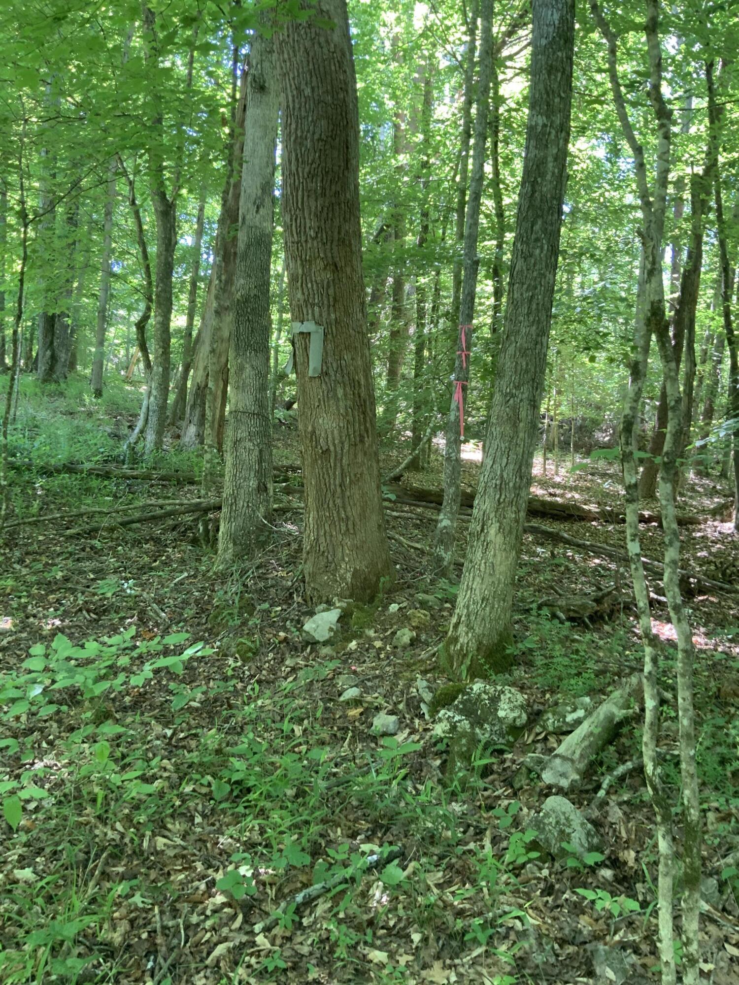 4100 Omega Park Road Property Photo 11