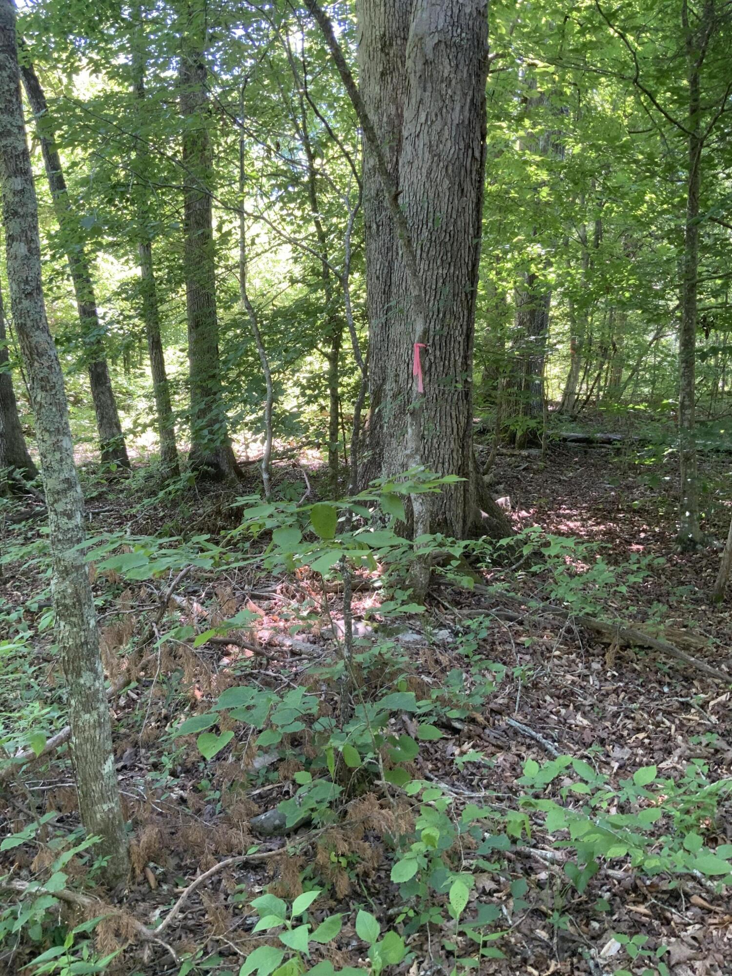 4100 Omega Park Road Property Photo 13