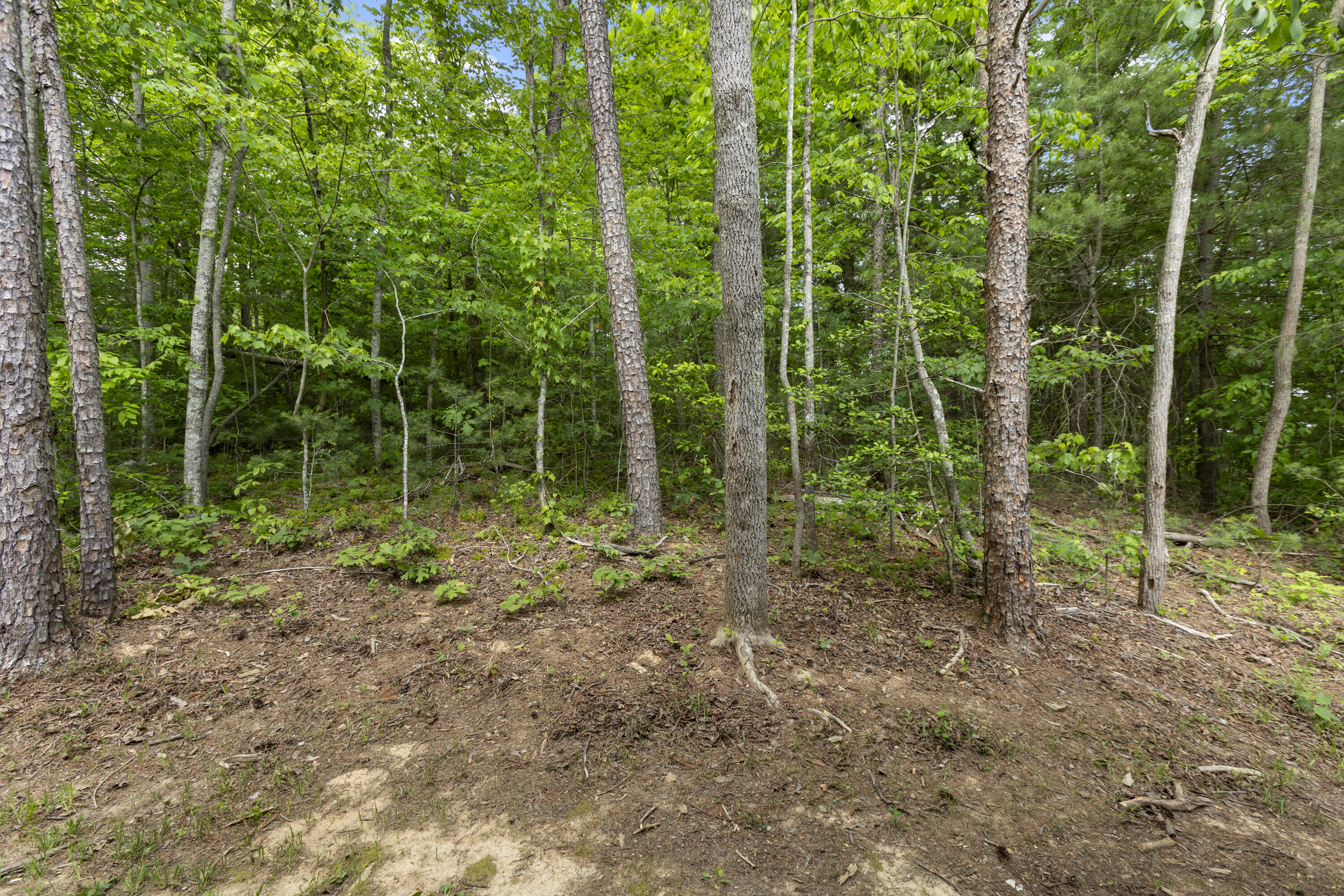 47 Wolfe Lake Spur Road Property Photo 44