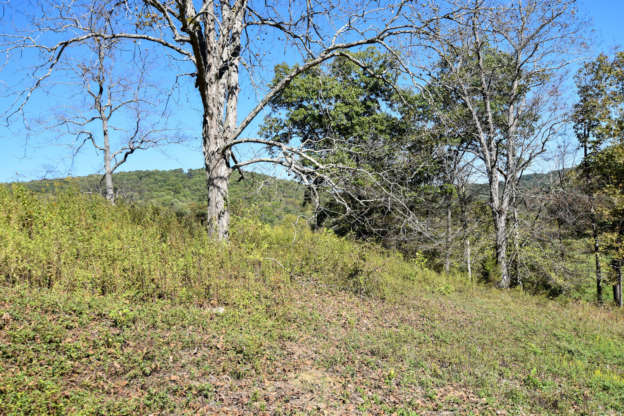601 Hackworth Hollow Road Property Photo 5