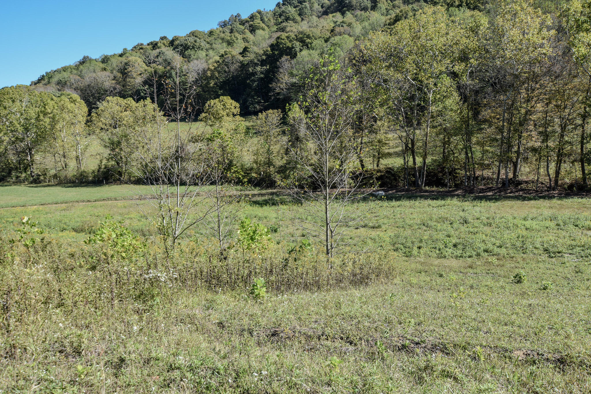 601 Hackworth Hollow Road Property Photo 8
