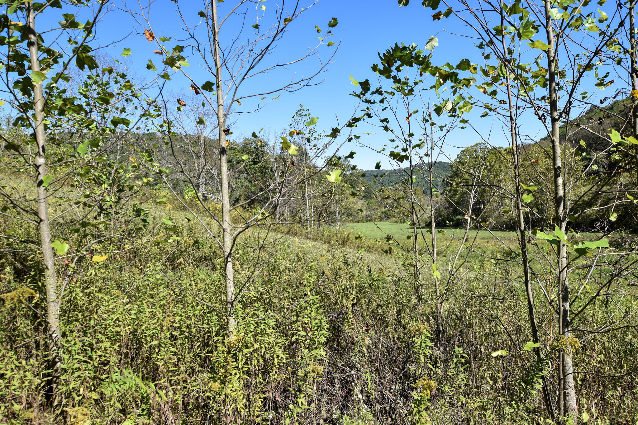 601 Hackworth Hollow Road Property Photo 9