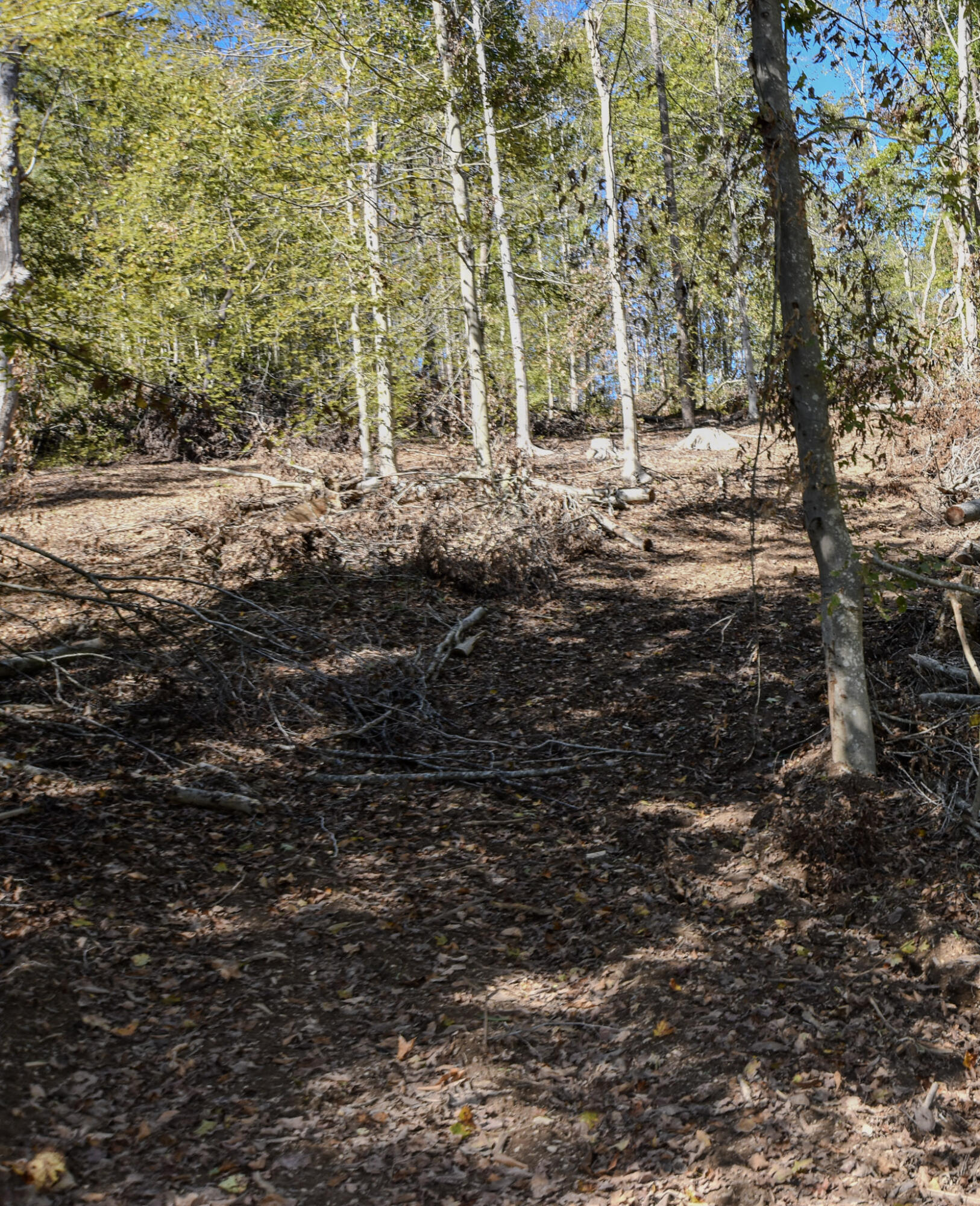 601 Hackworth Hollow Road Property Photo 18