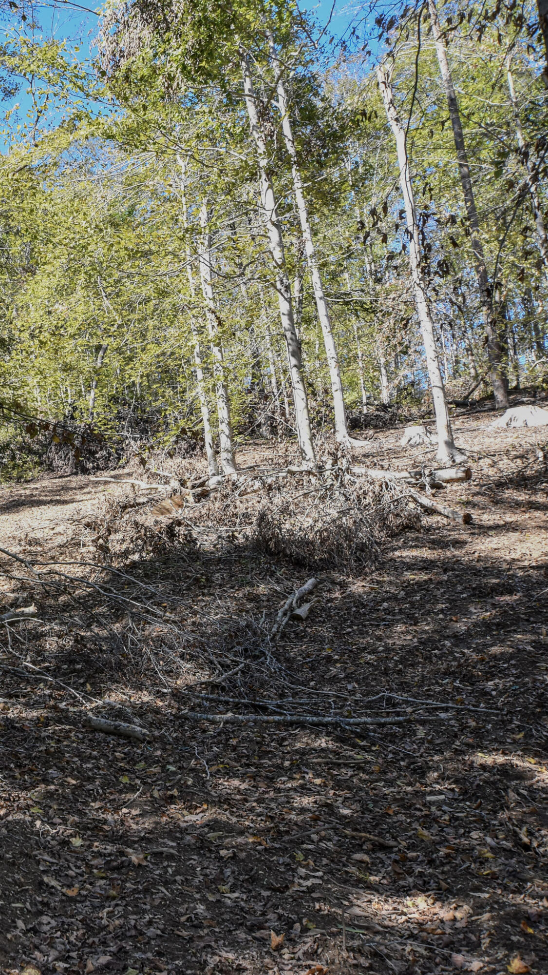 601 Hackworth Hollow Road Property Photo 19
