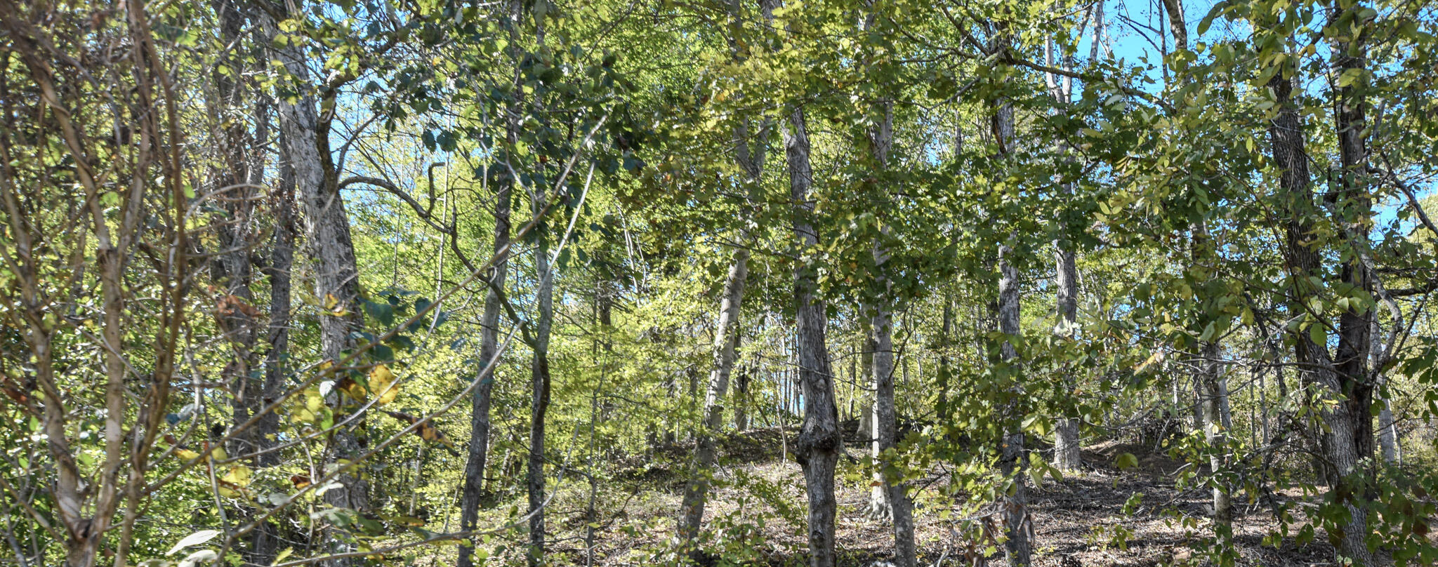 601 Hackworth Hollow Road Property Photo 24