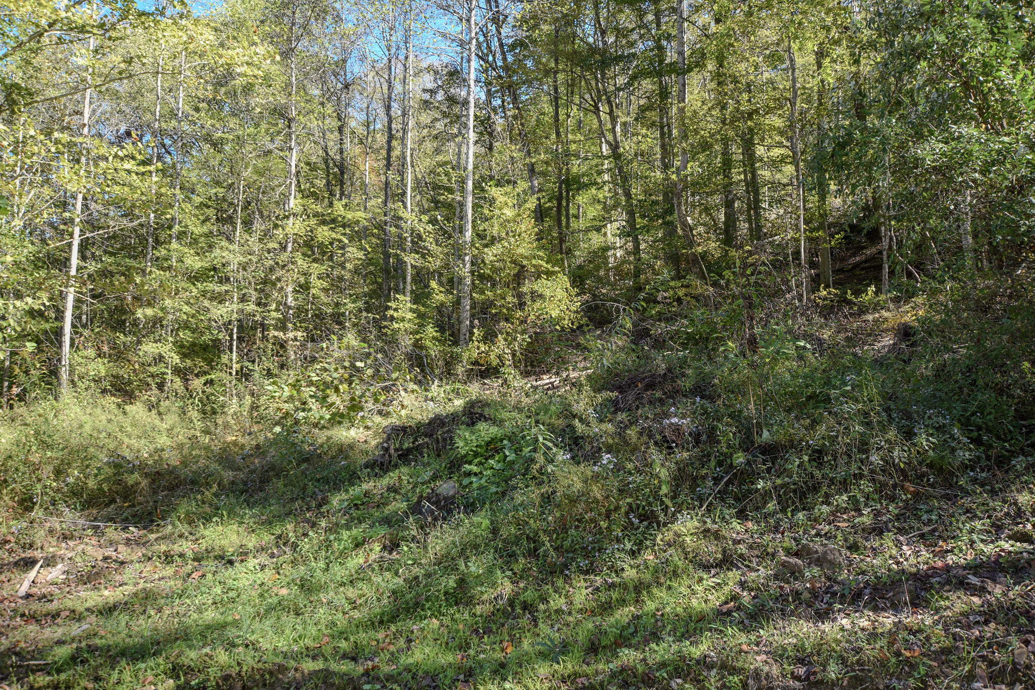 601 Hackworth Hollow Road Property Photo 26
