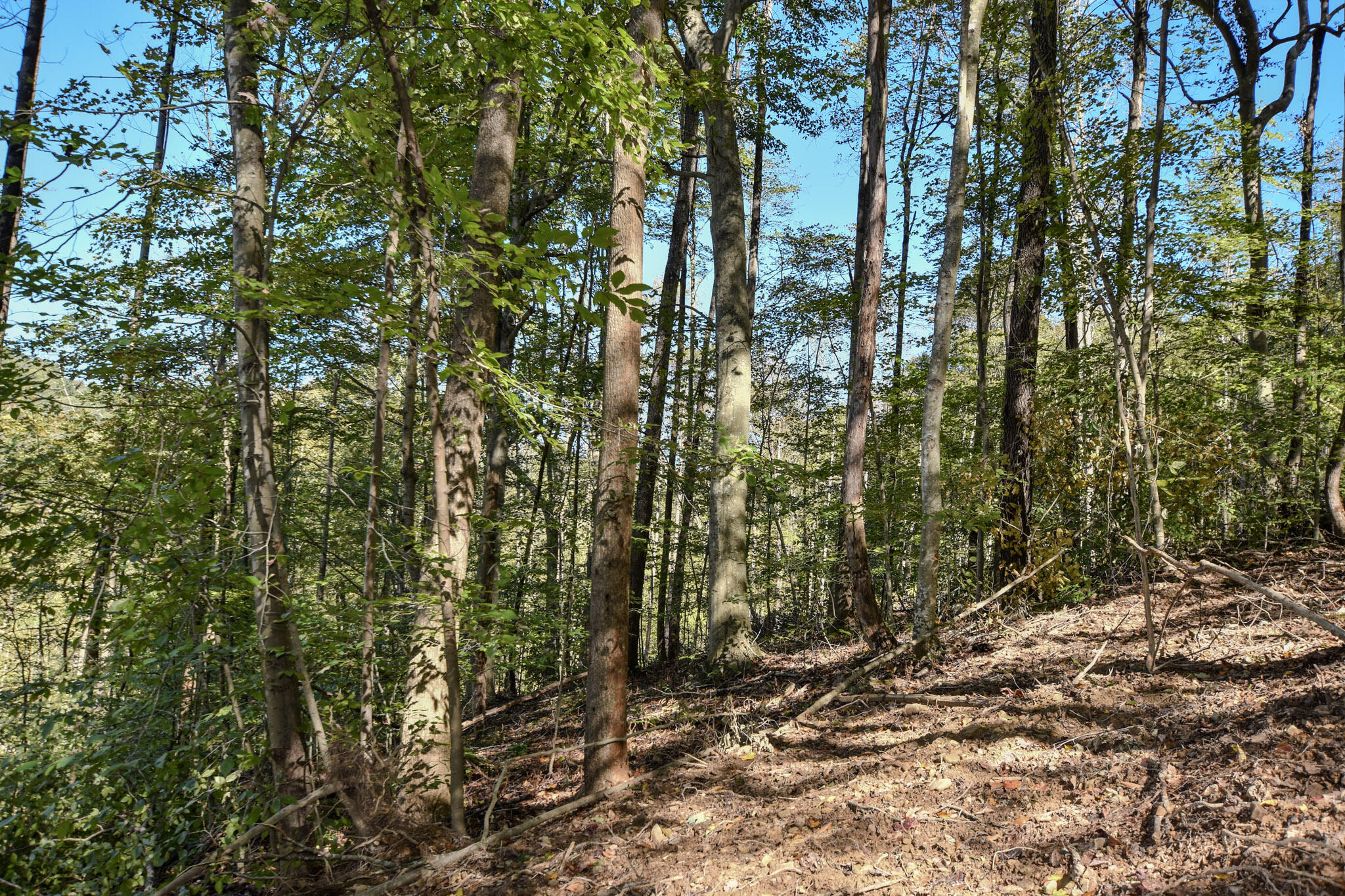 601 Hackworth Hollow Road Property Photo 28