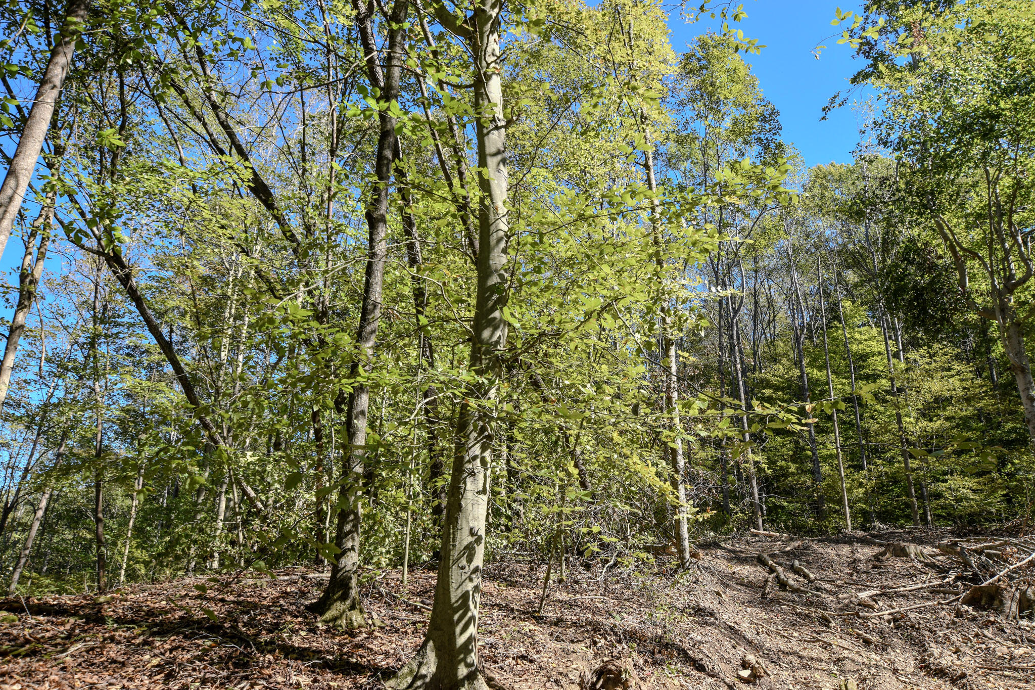 601 Hackworth Hollow Road Property Photo 31