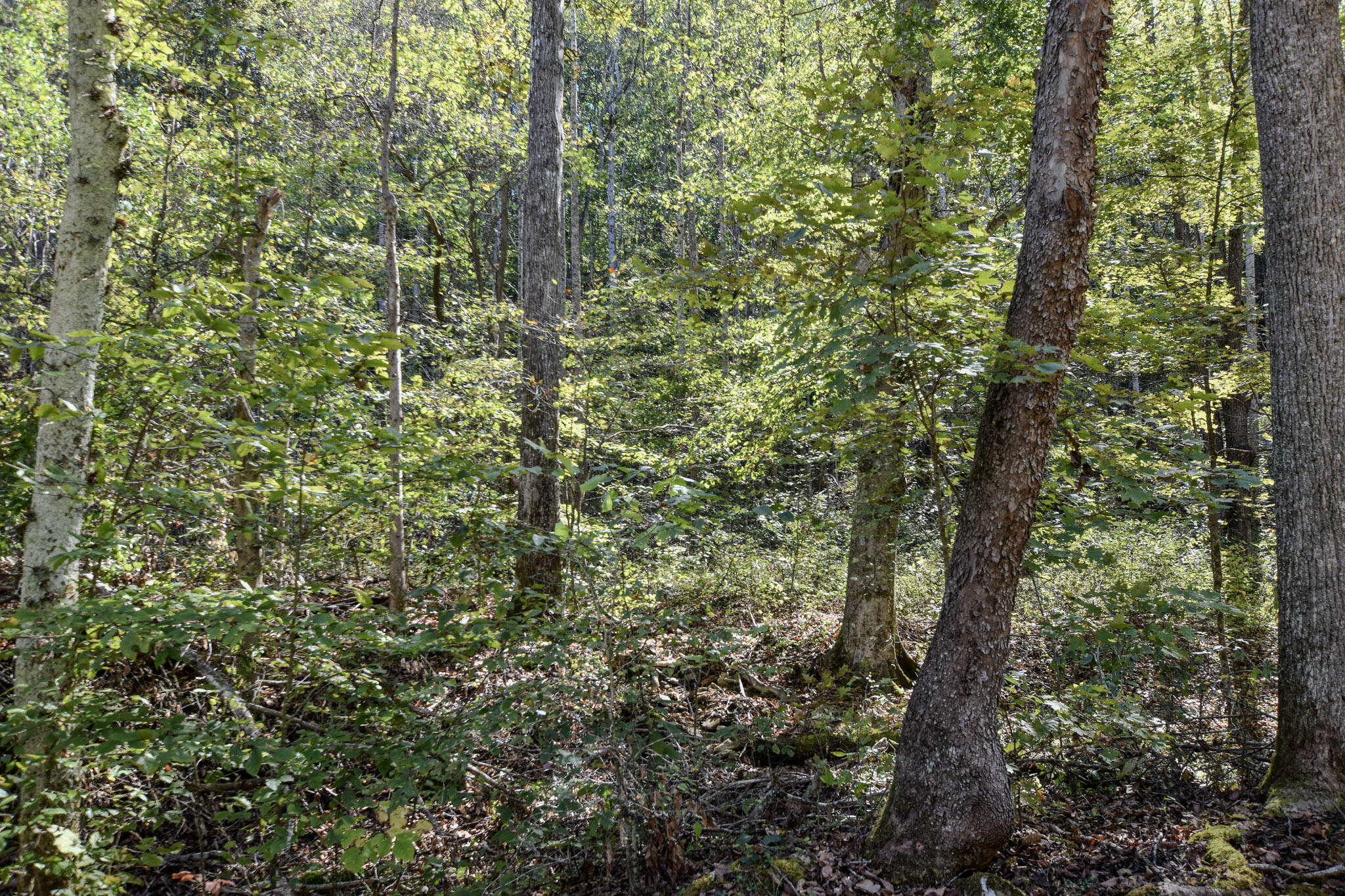 601 Hackworth Hollow Road Property Photo 33