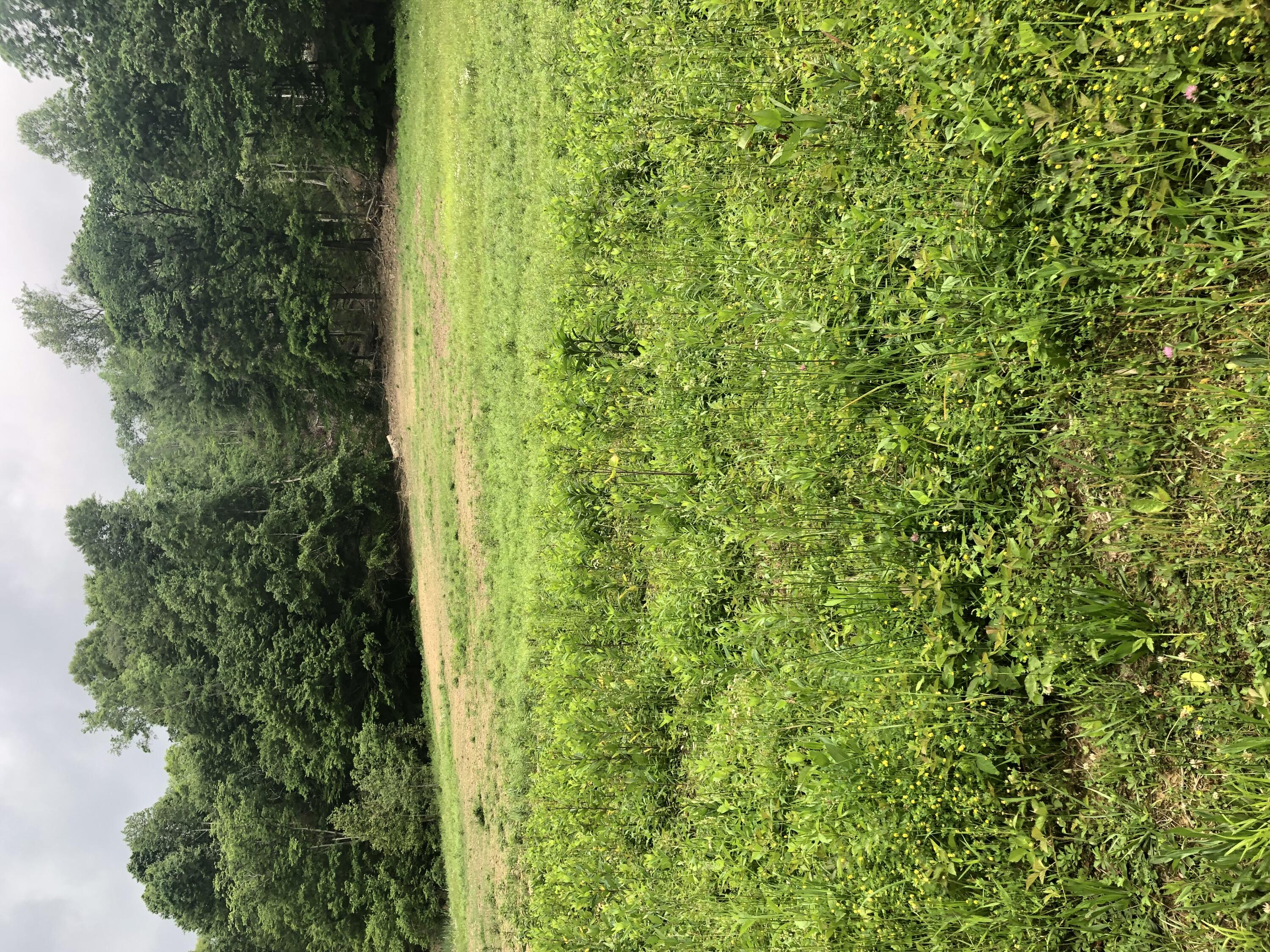 601 Hackworth Hollow Road Property Photo 45