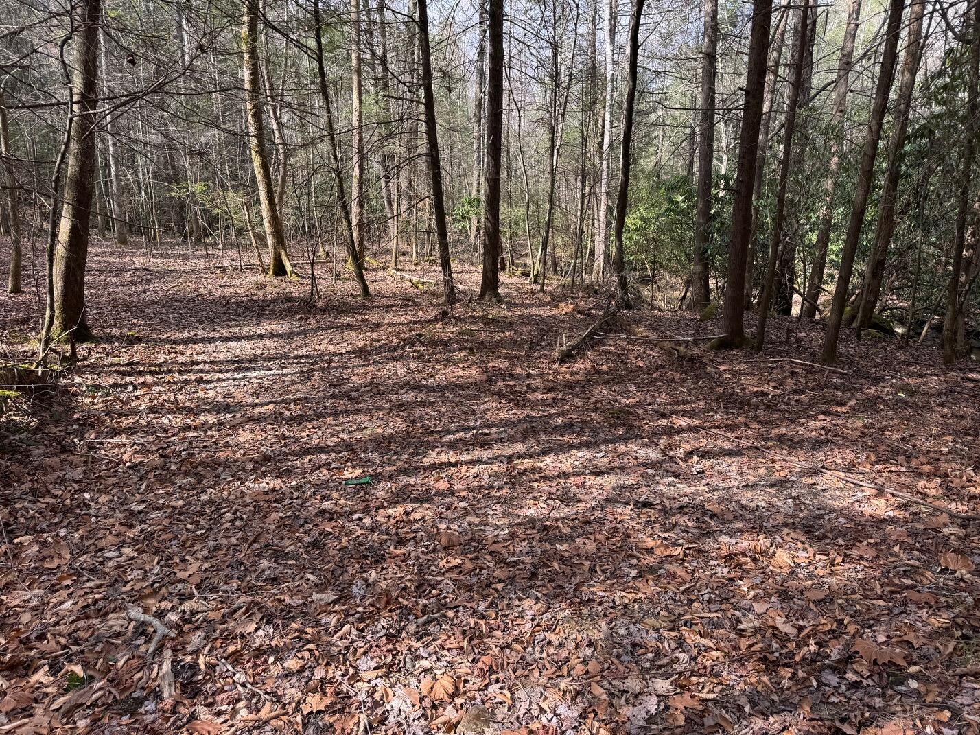 0 Hwy 3484 Property Photo 5