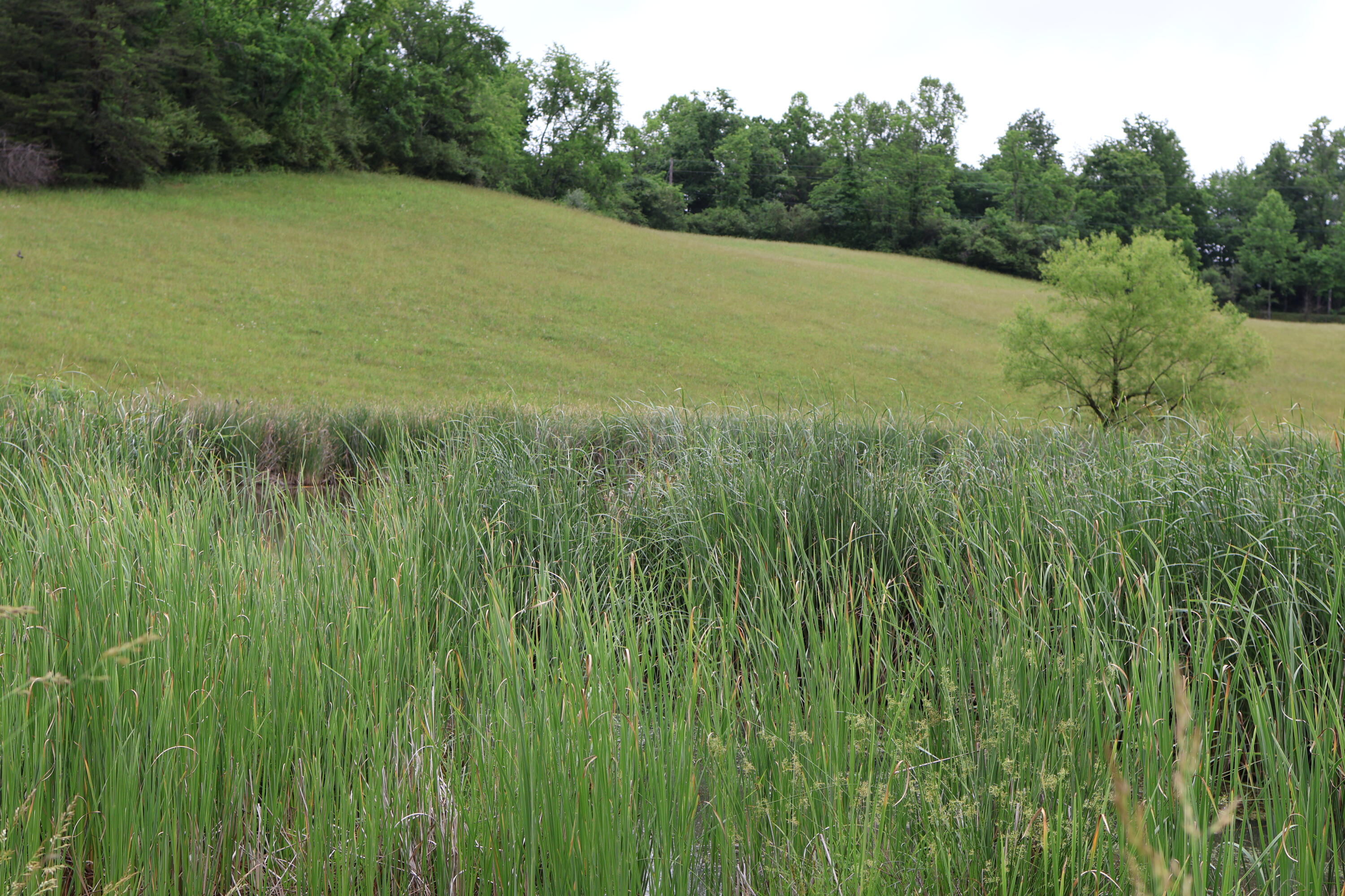 4135 Big Andy Ridge Road Tract 2 Property Photo 6