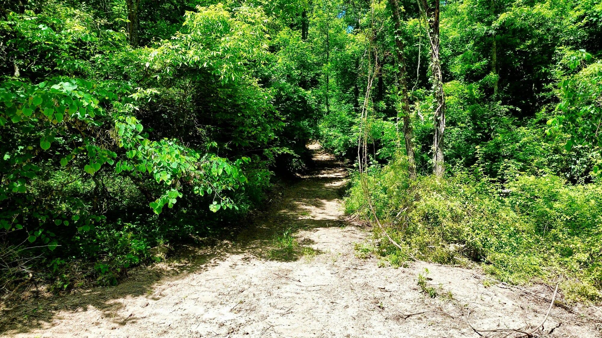 165a Open Fork Road Property Photo 11