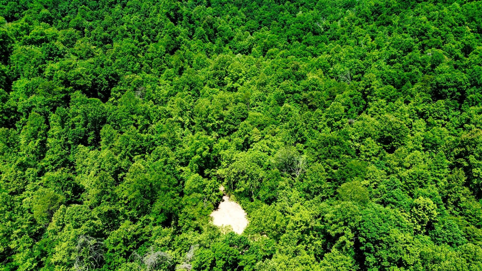 165a Open Fork Road Property Photo 15