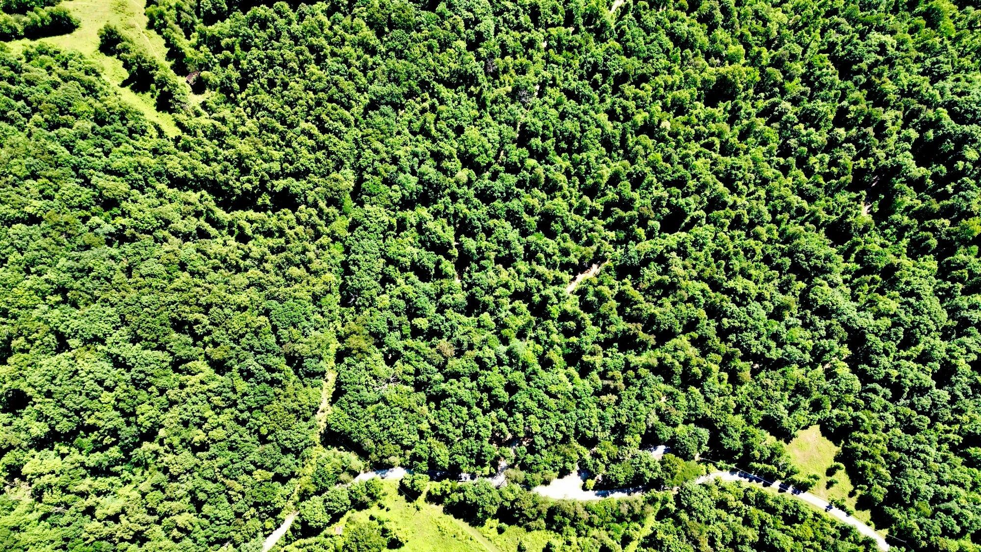165a Open Fork Road Property Photo 19