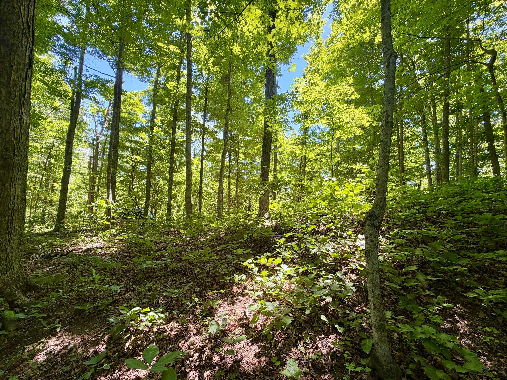 165a Open Fork Road Property Photo 38