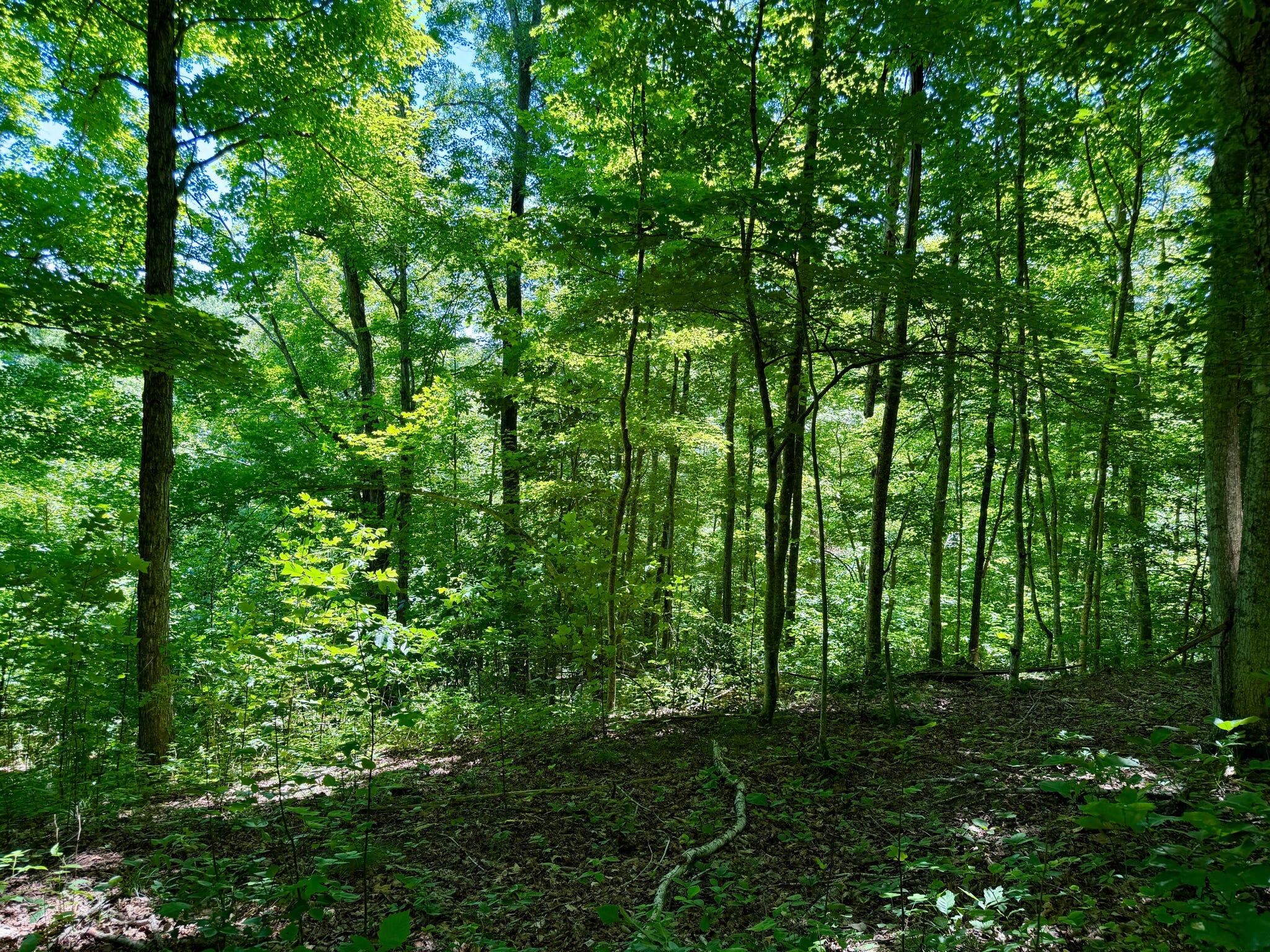 165a Open Fork Road Property Photo 39
