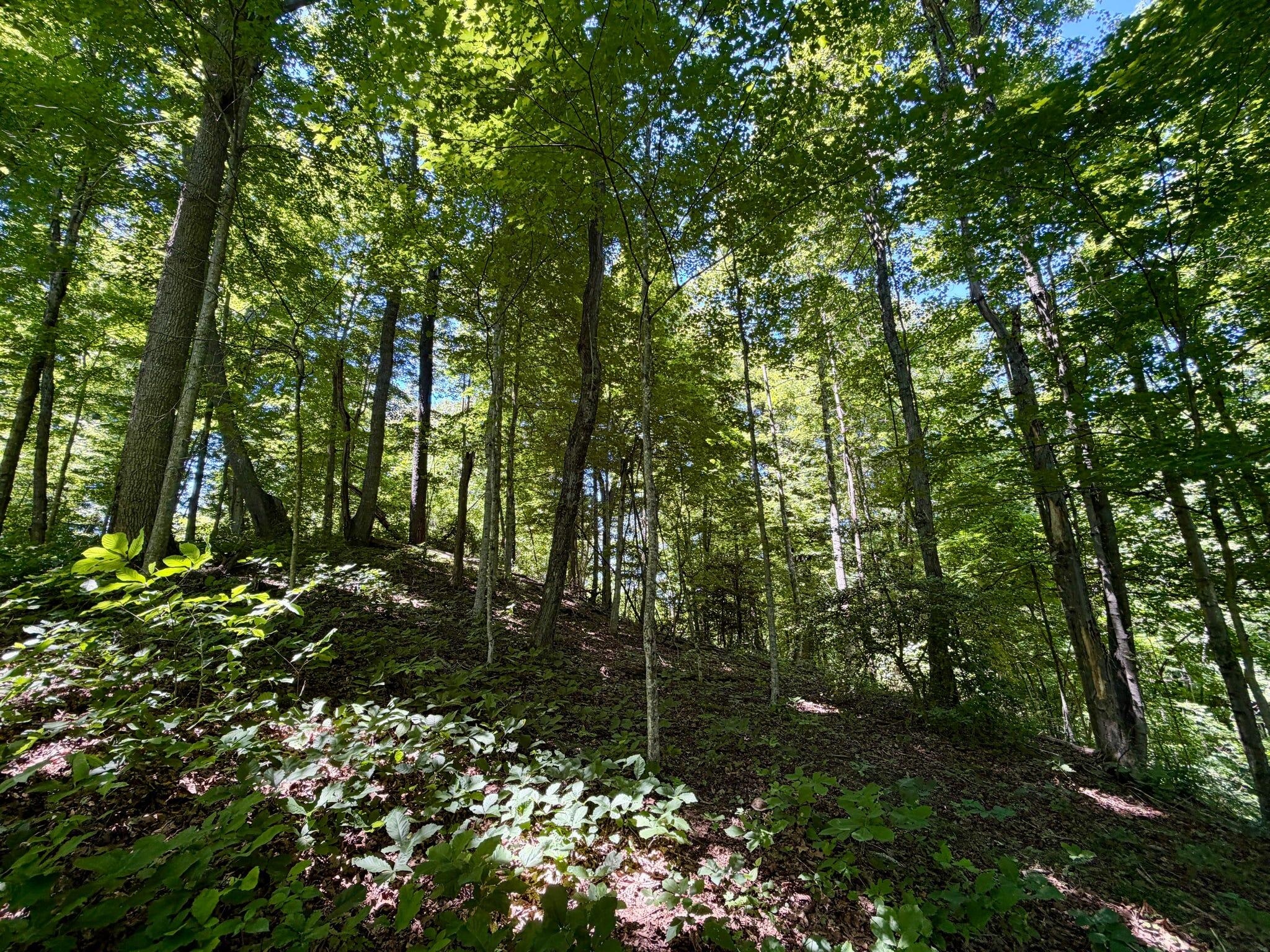 165a Open Fork Road Property Photo 40