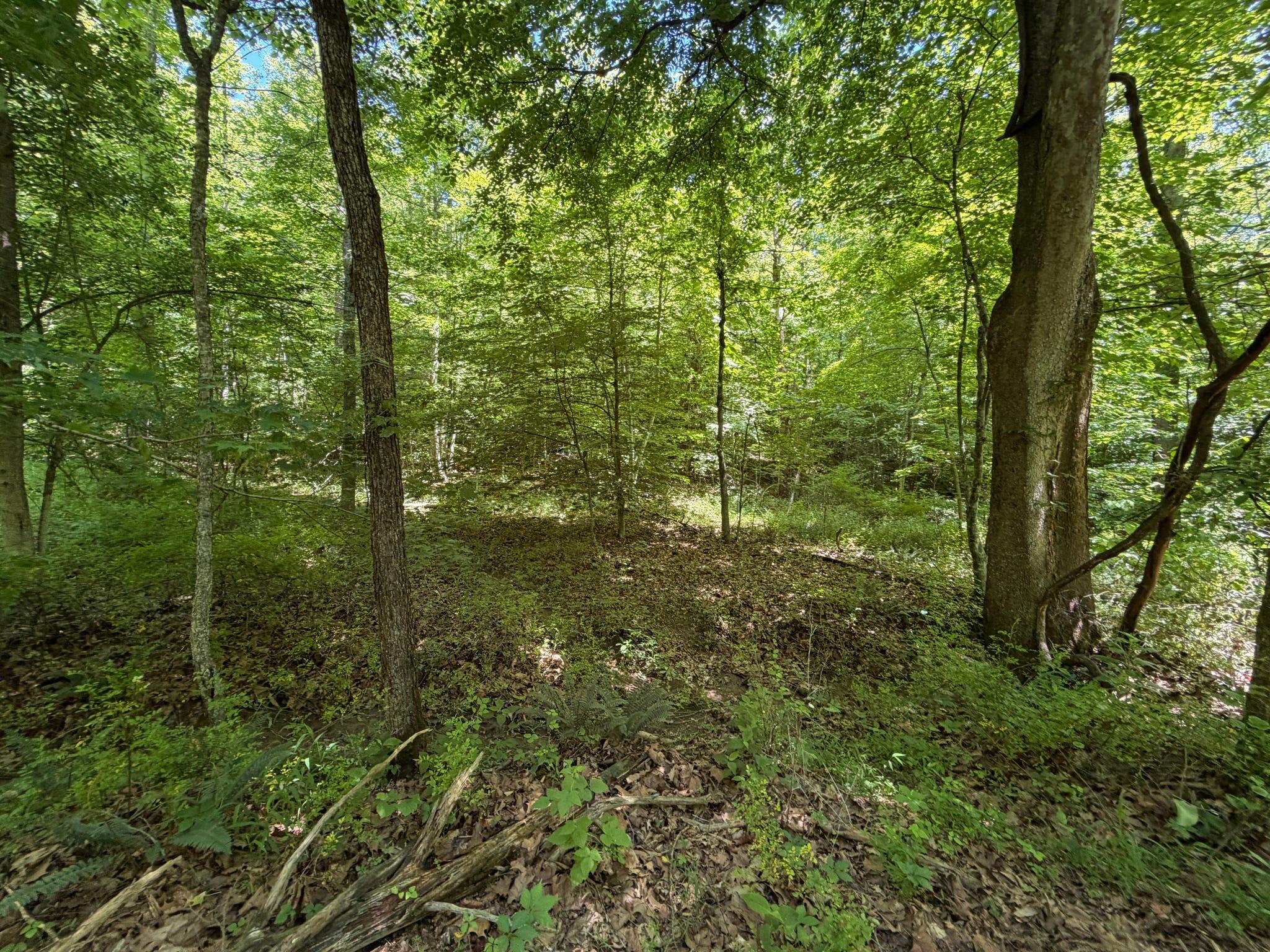 165a Open Fork Road Property Photo 41